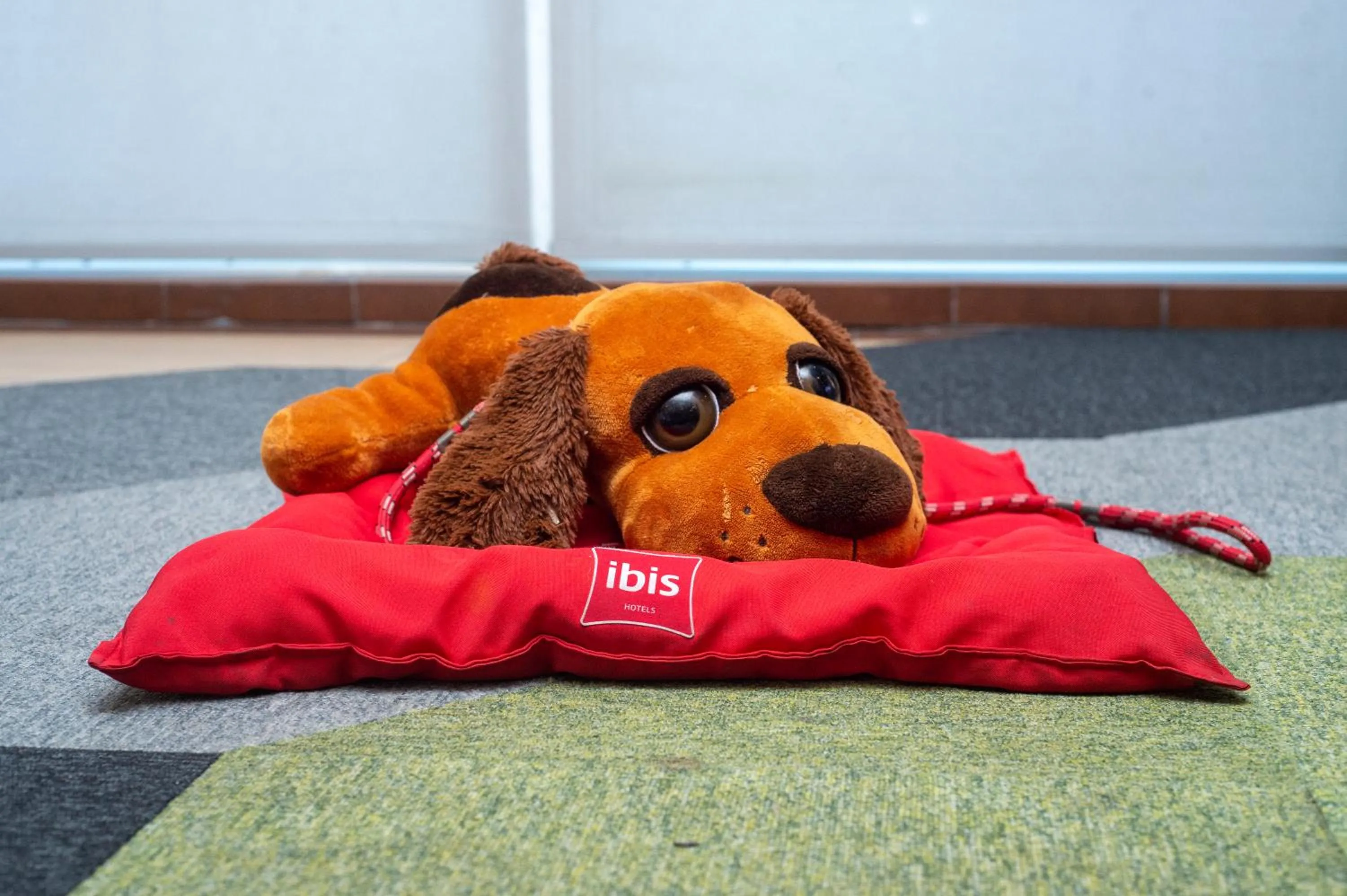 Pets in ibis Recife Boa Viagem