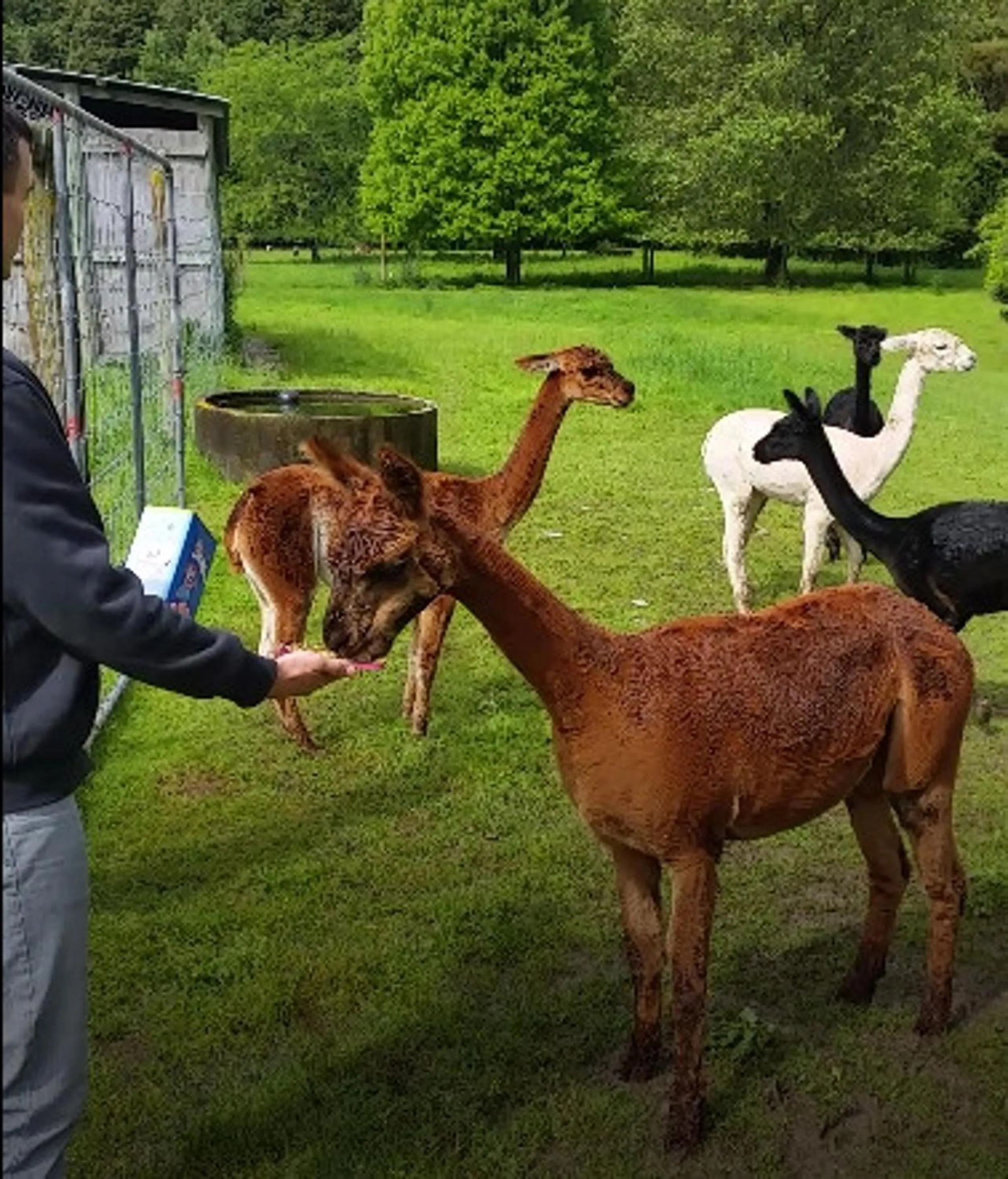 Animals in Golden Caves - Bed and Breakfast