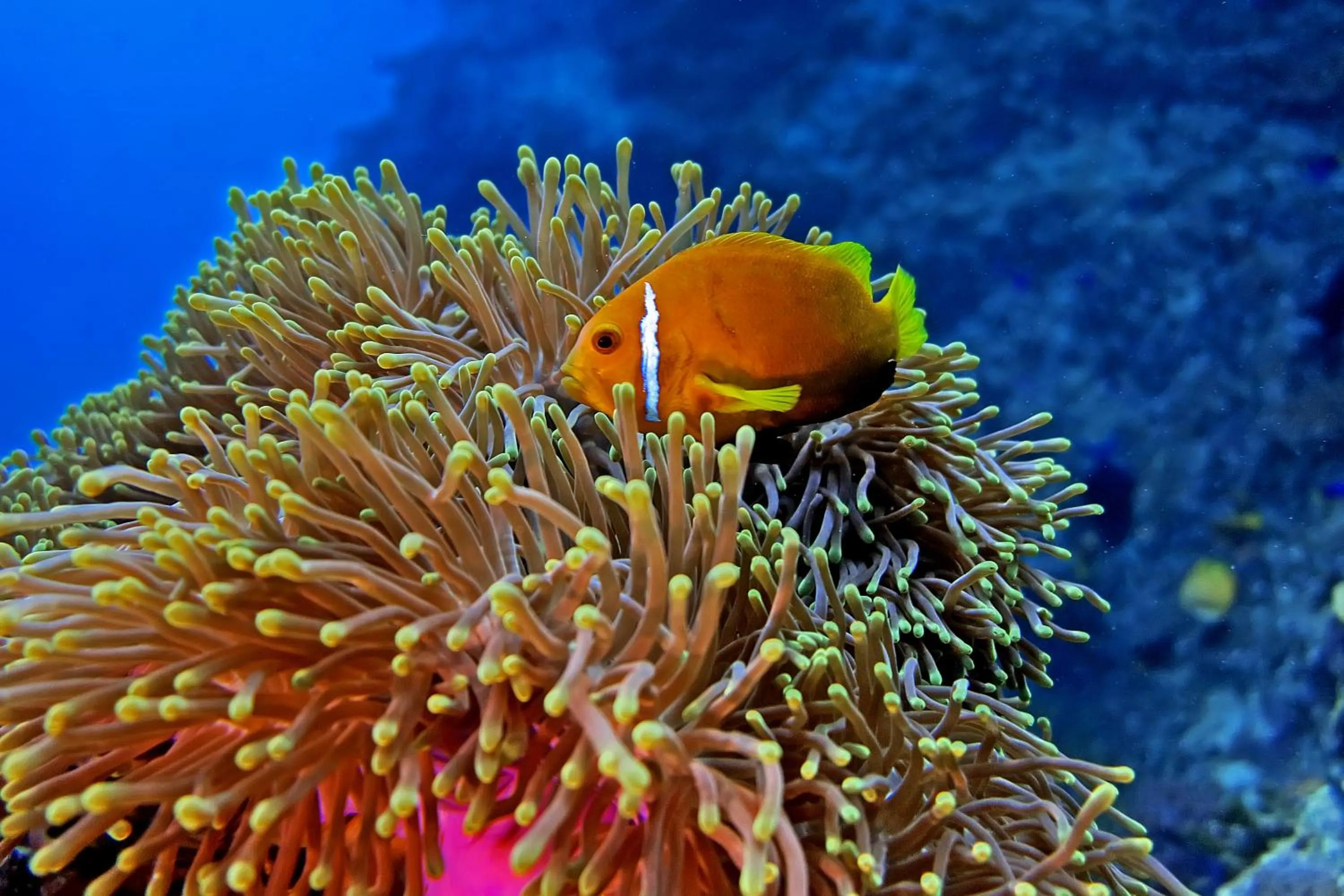 Diving in Kaani Grand Seaview