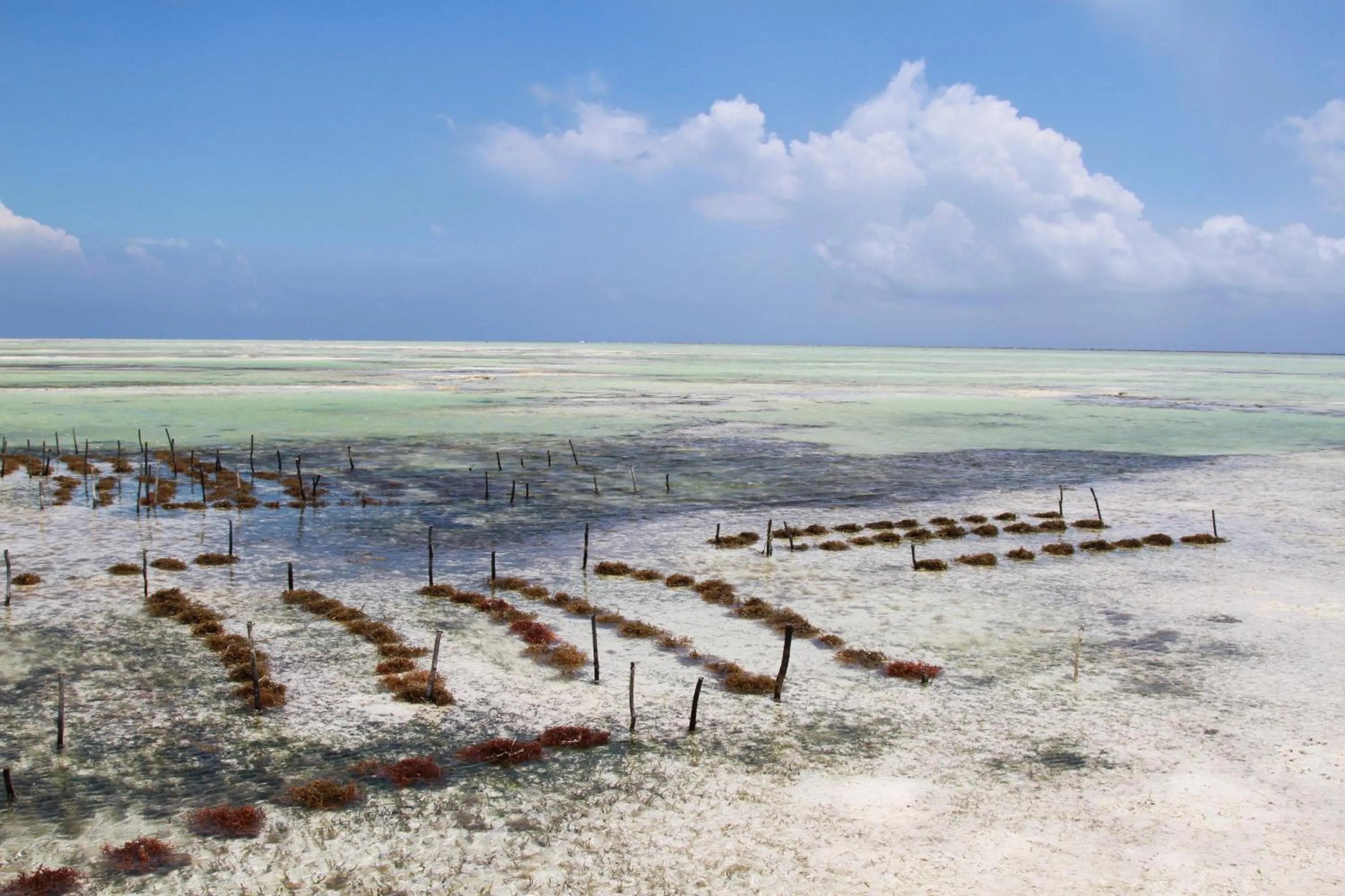 Beach in Ujamaa Beach Resort