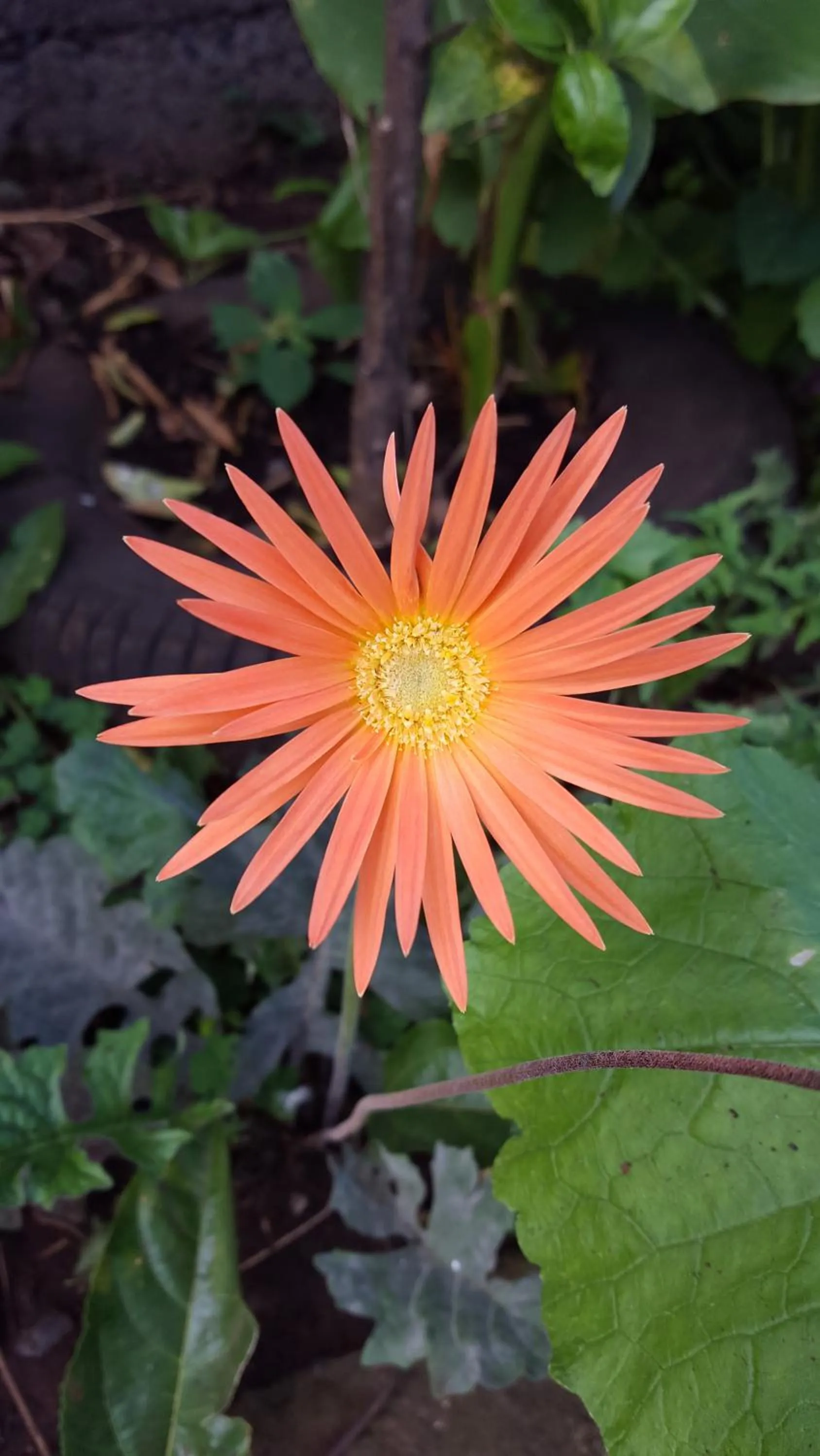 Property building in GITE-Hotel LA CAZ DES ORANGERS