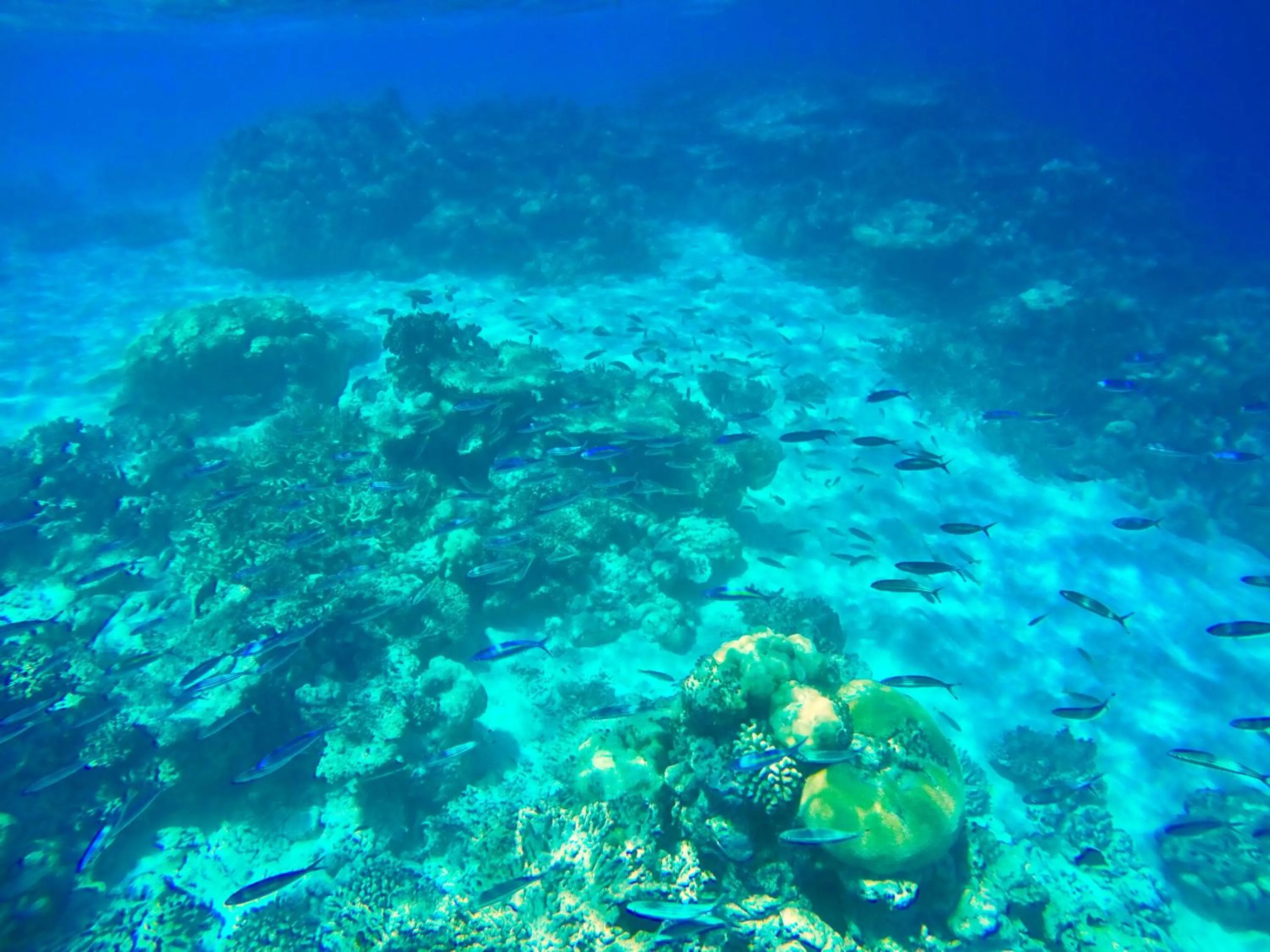 Activities in Ithaa Inn Kamadhoo