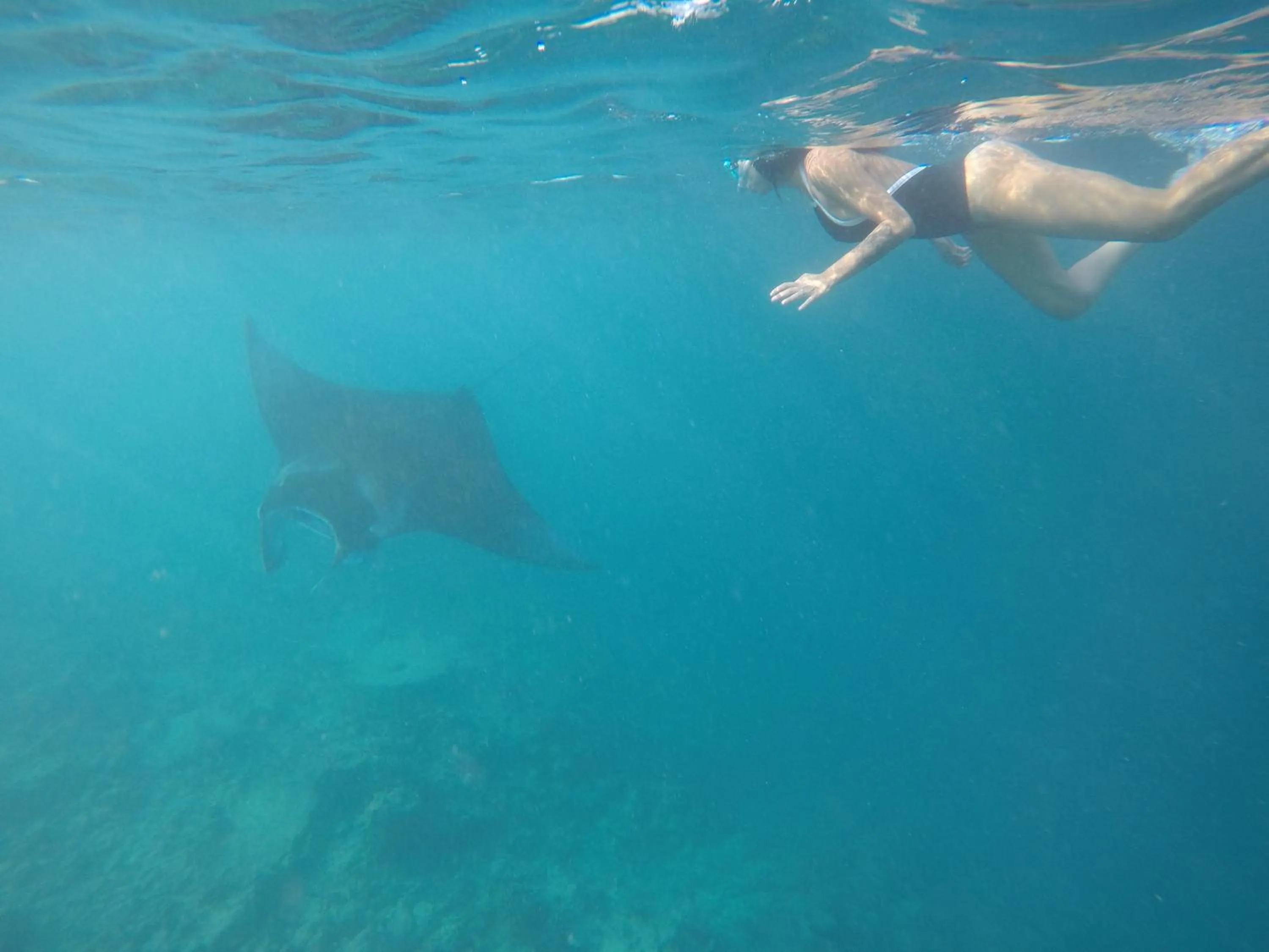 Snorkeling in Holiday Haven Ukulhas