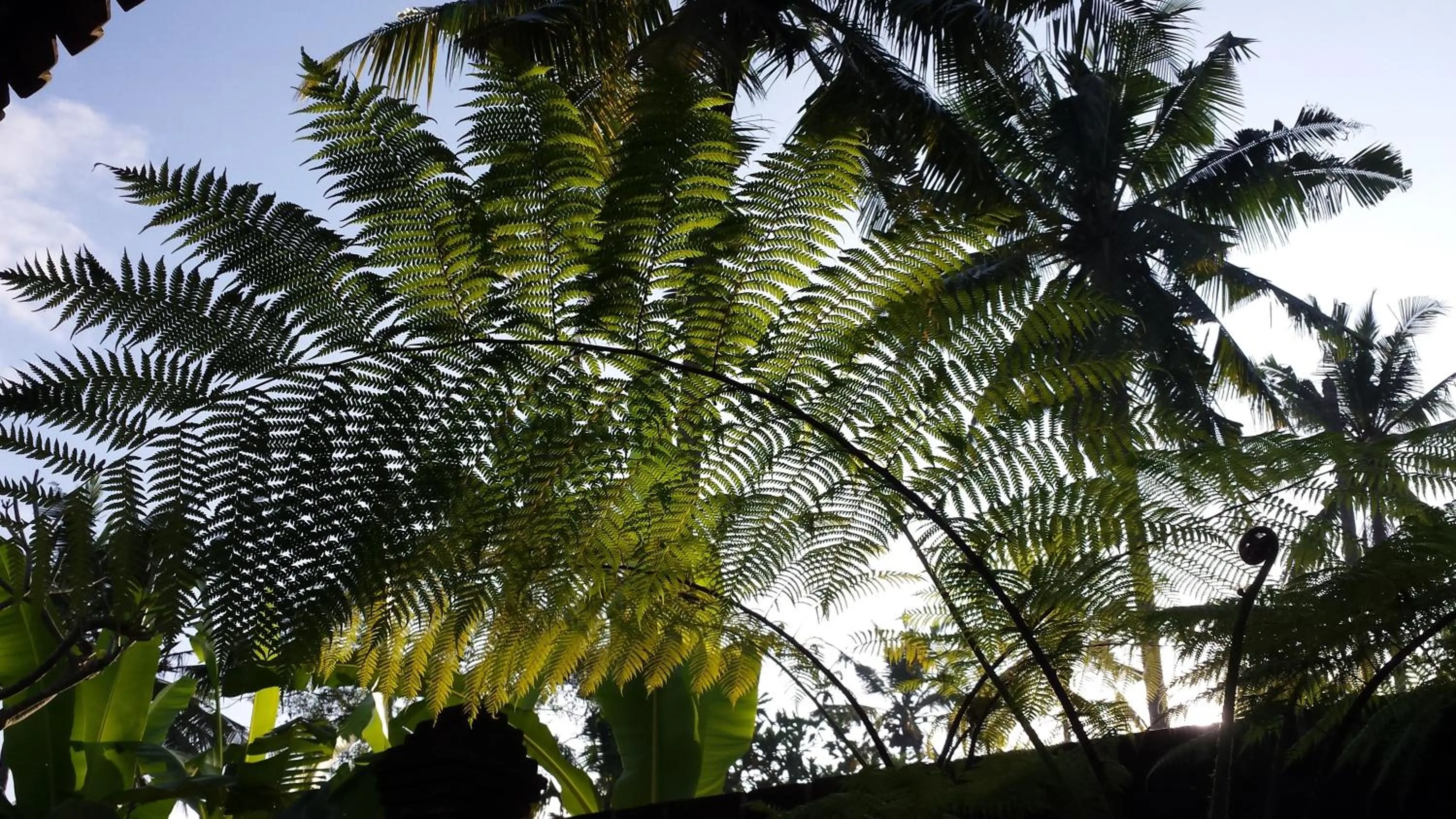 Garden view in Imagine Bali