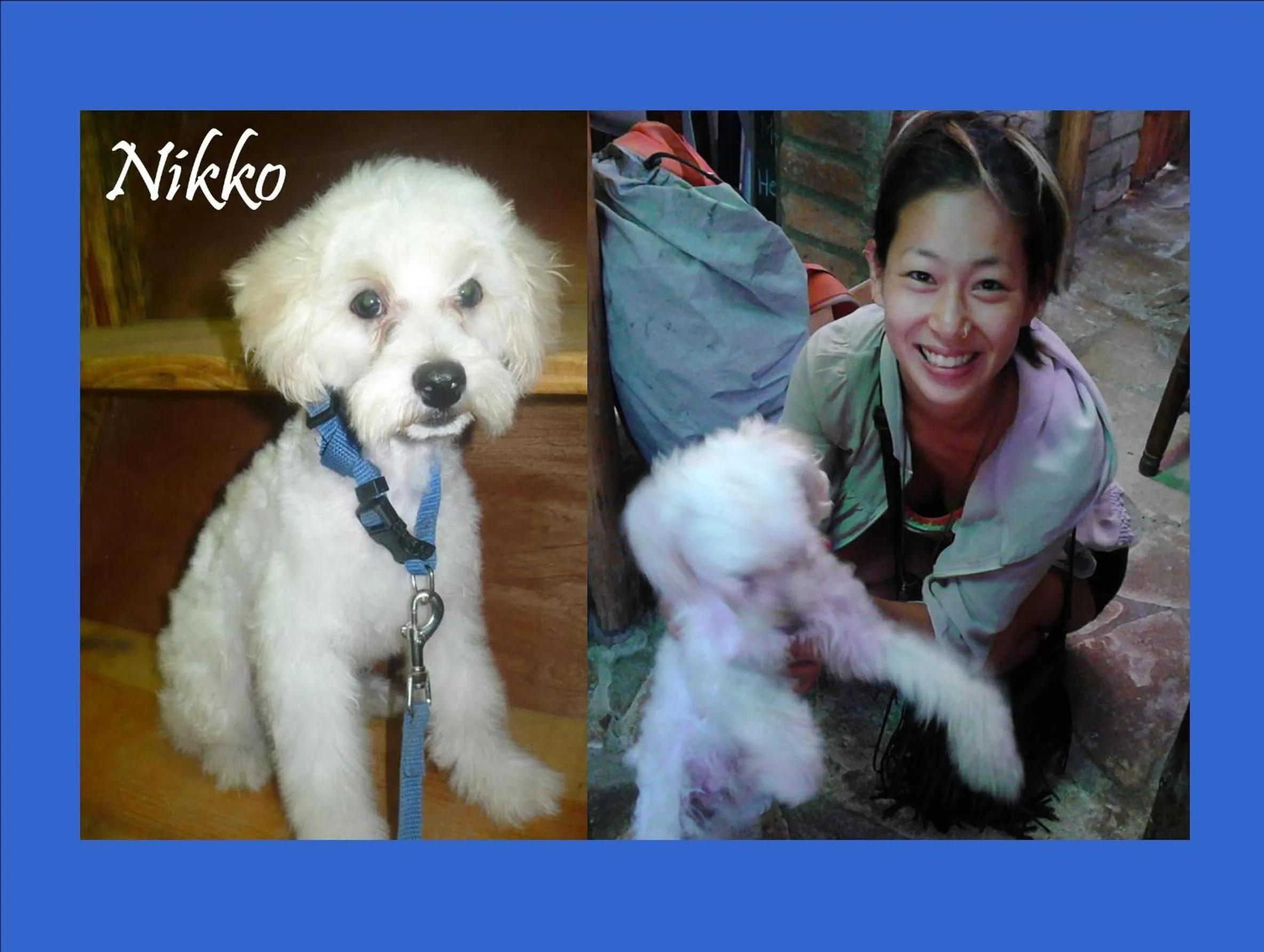 Pets in Hostel Julieta