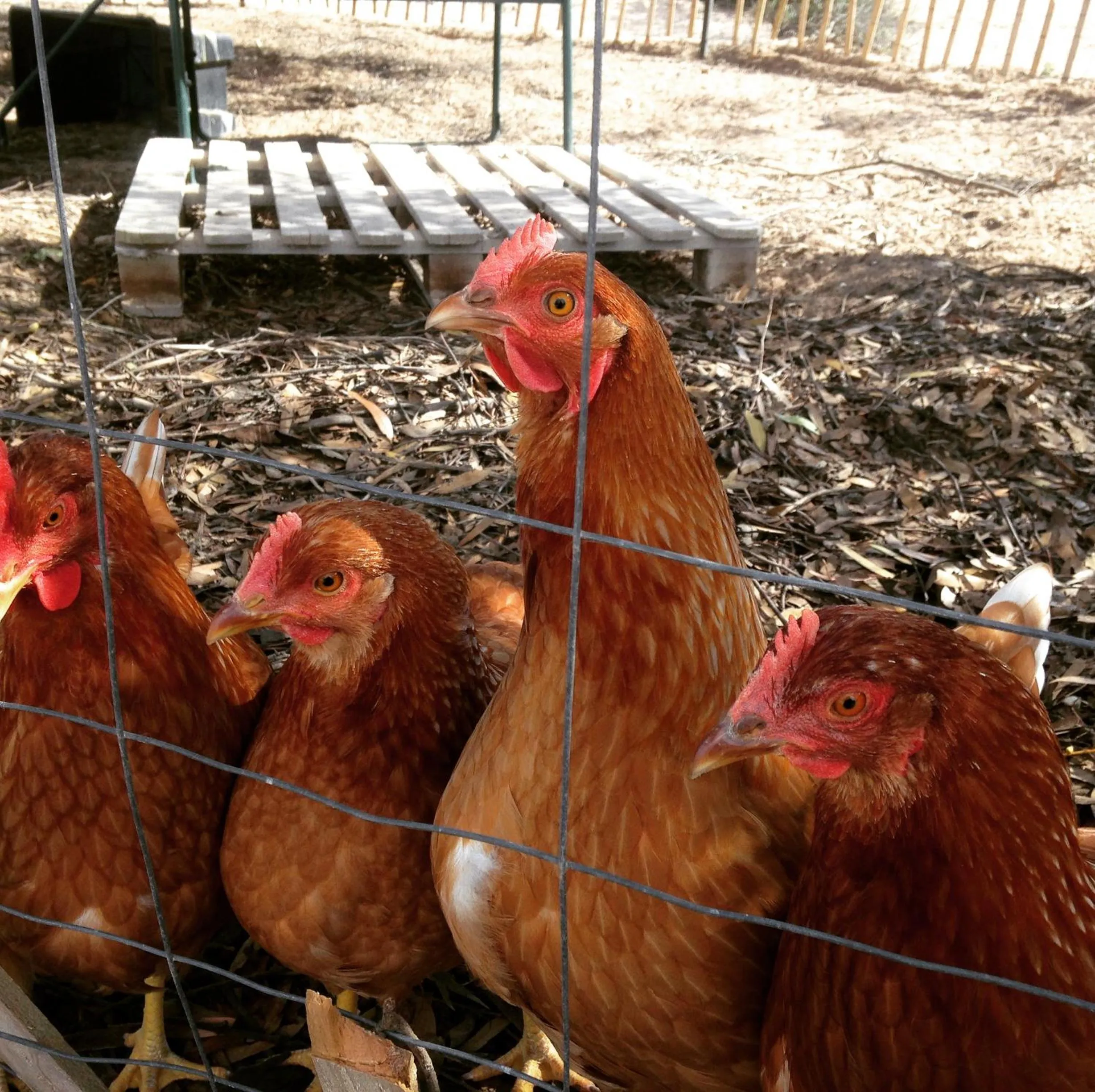 Pets in Perlubie Sea