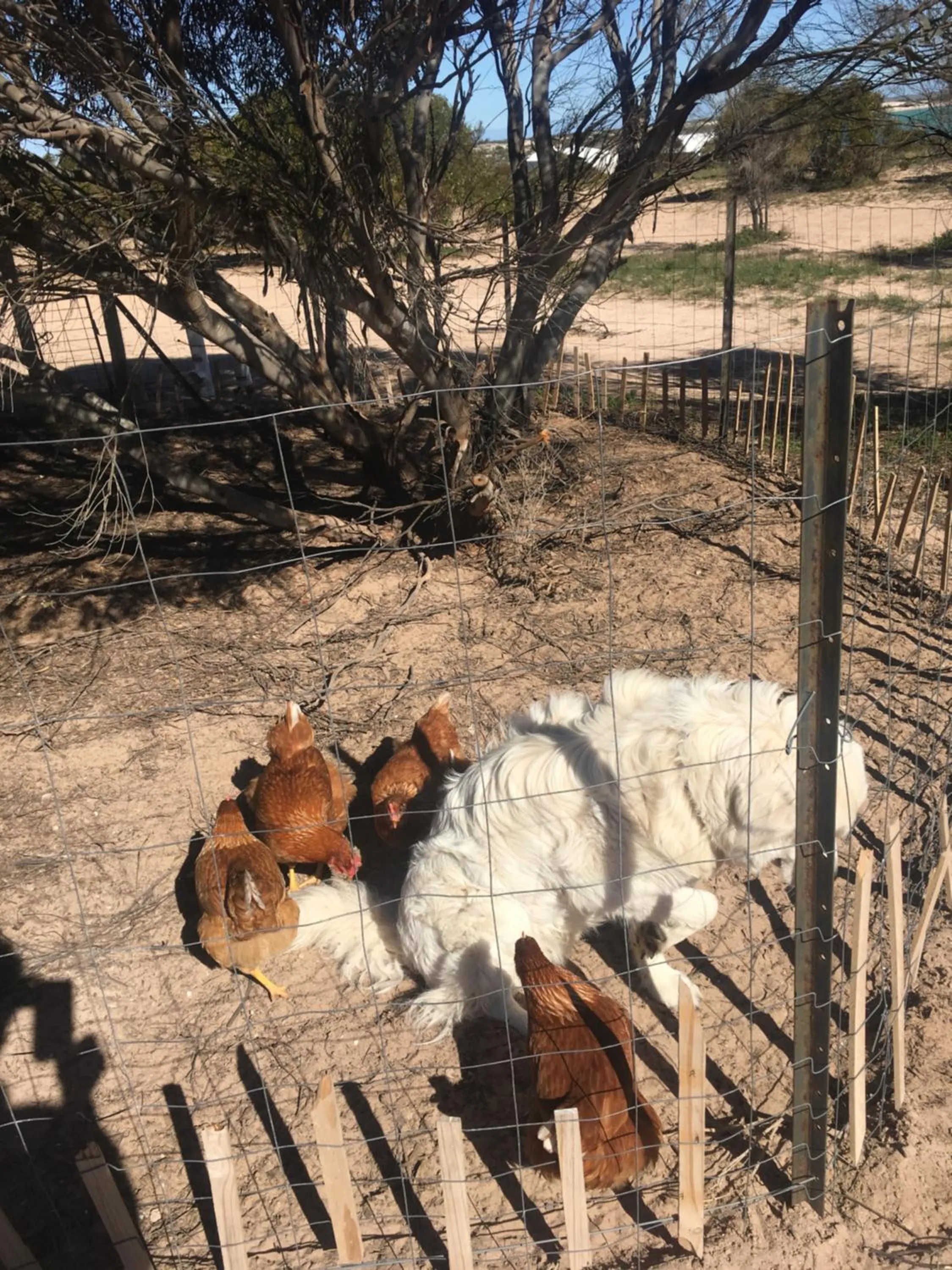 Pets in Perlubie Sea