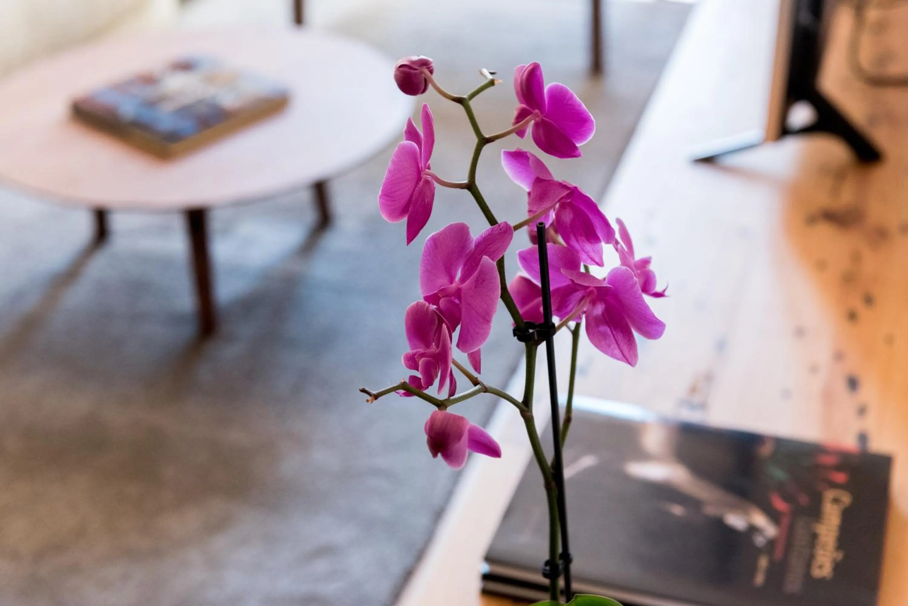 Living room in Flora Chiado Apartments