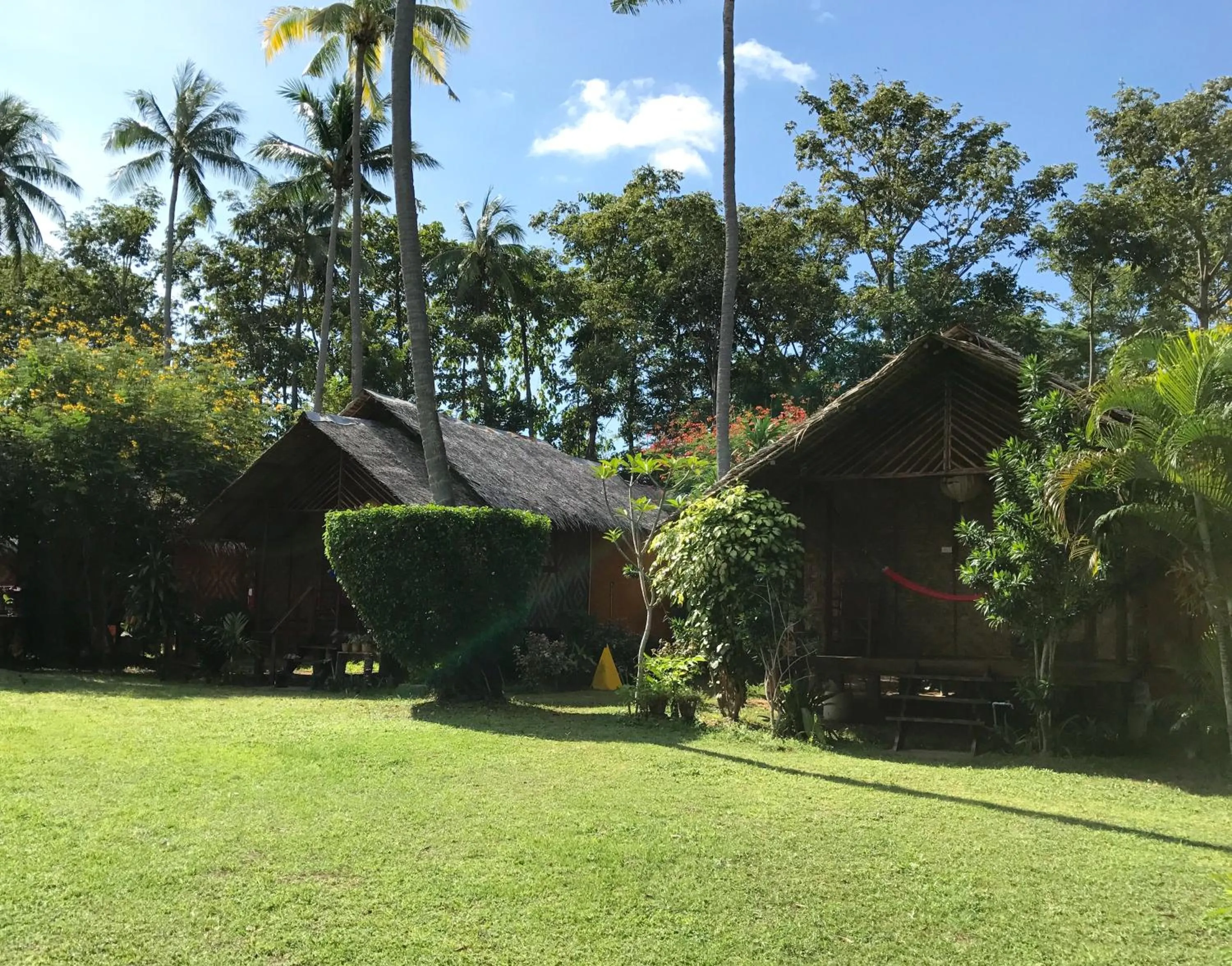 Garden in Andaman Sunflower