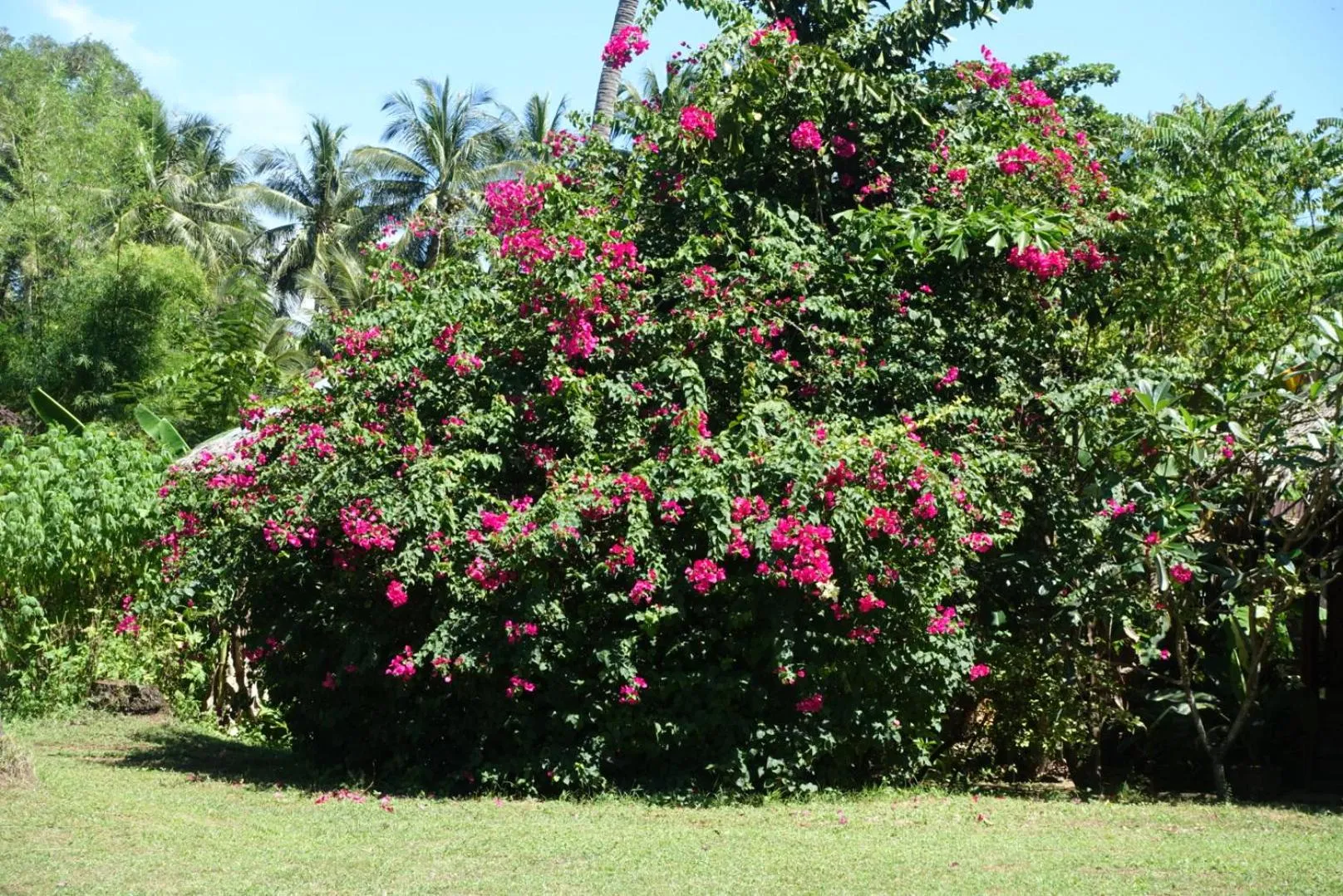 Garden in Andaman Sunflower