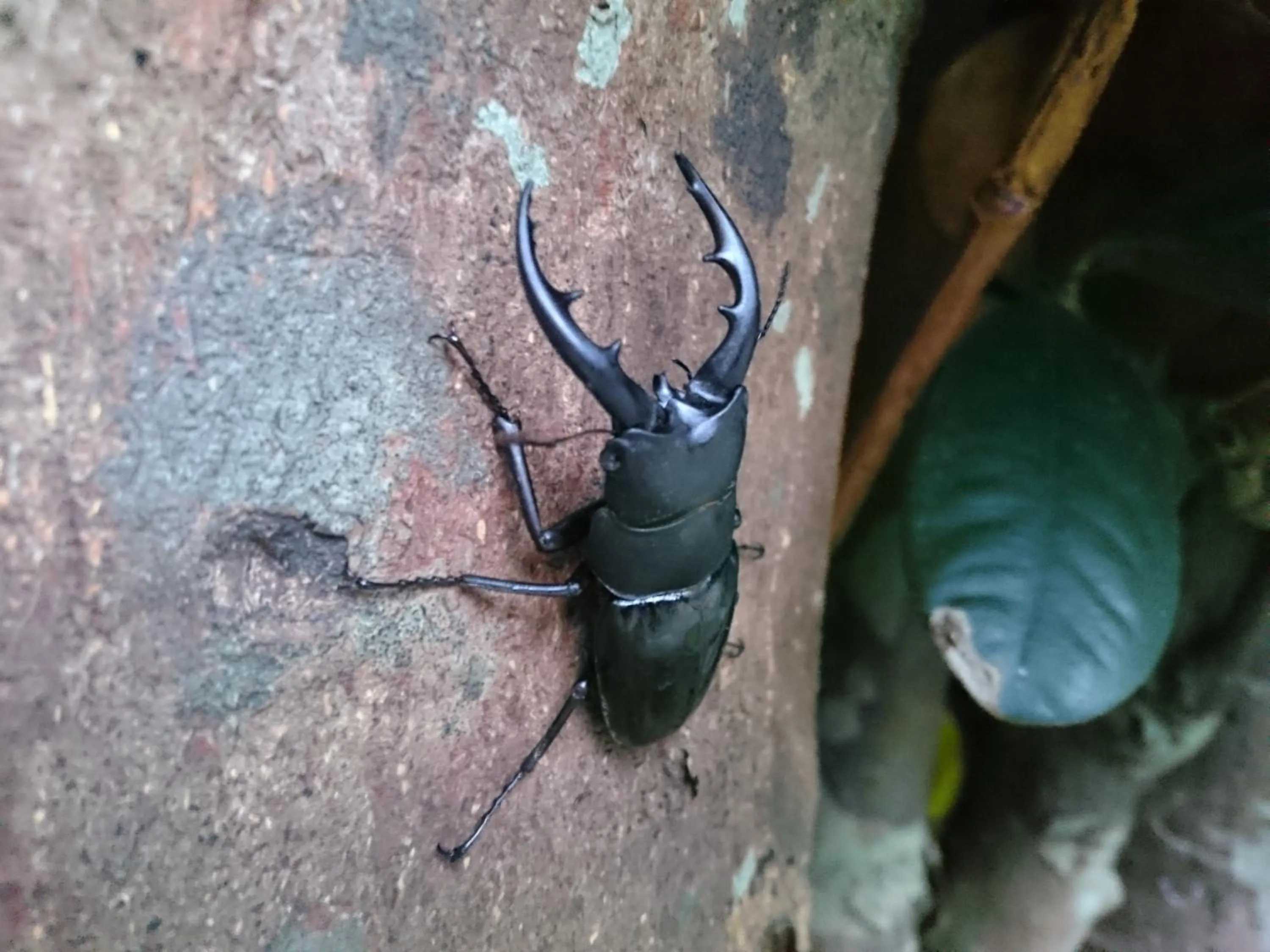 Property building in Kaeruya