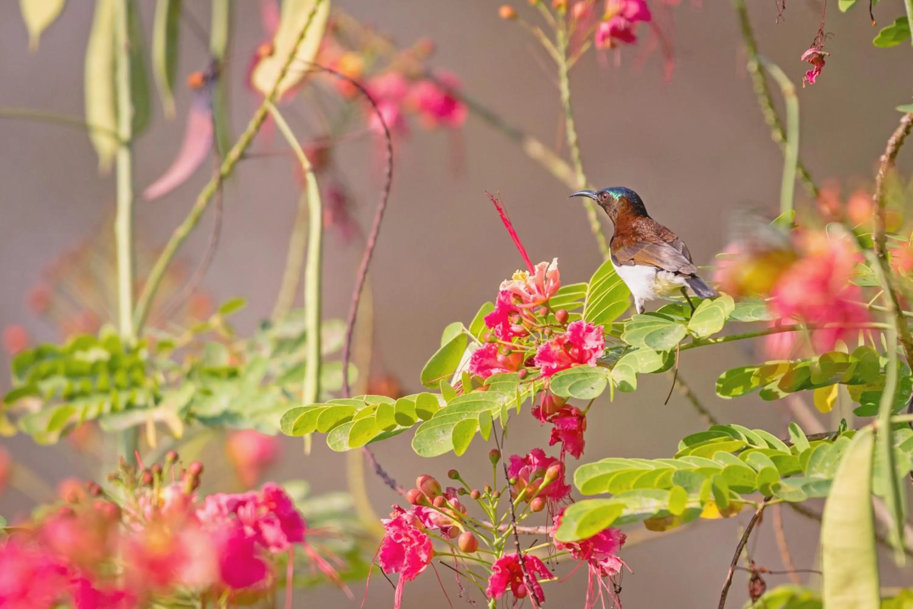 Garden in SwaSwara Wellness - A CGH Earth Experience, Gokarna
