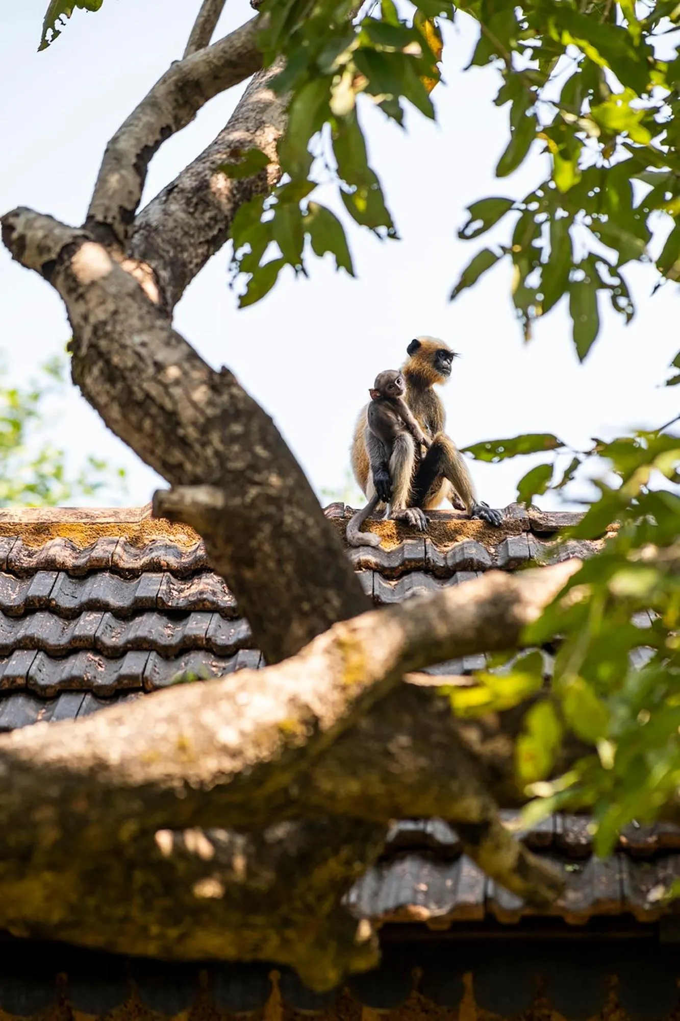 SwaSwara Wellness - A CGH Earth Experience, Gokarna