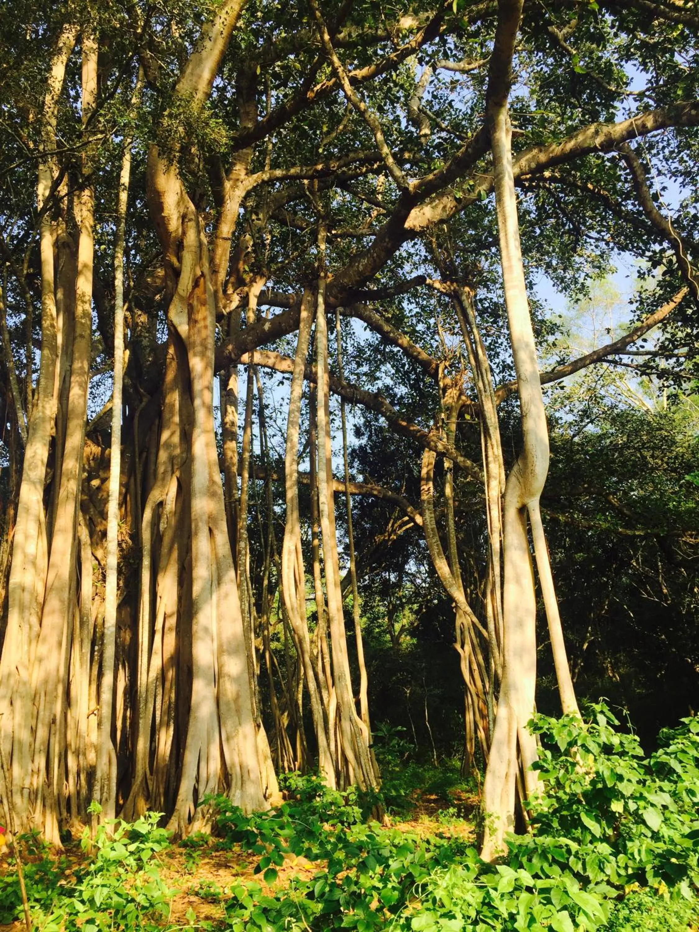 Property building in La Pentera