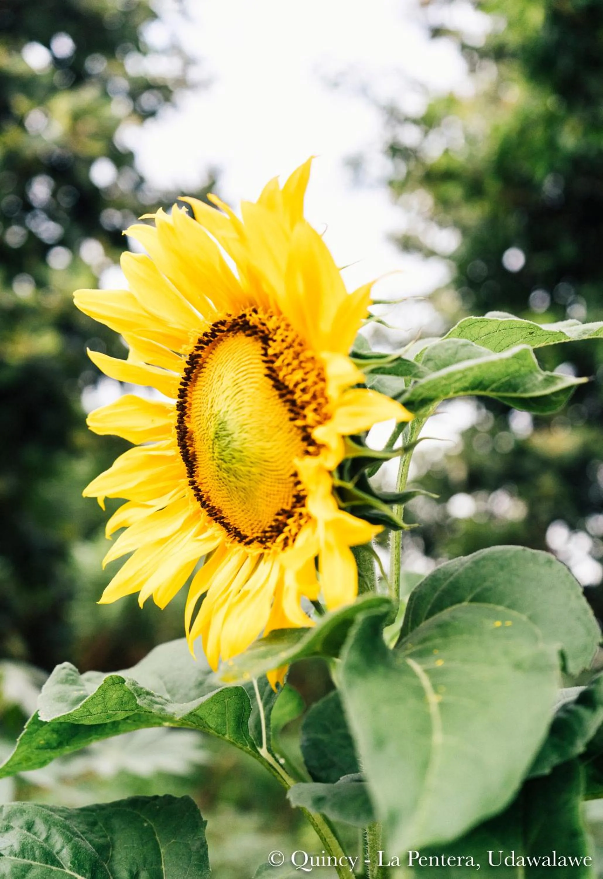 Garden view in La Pentera
