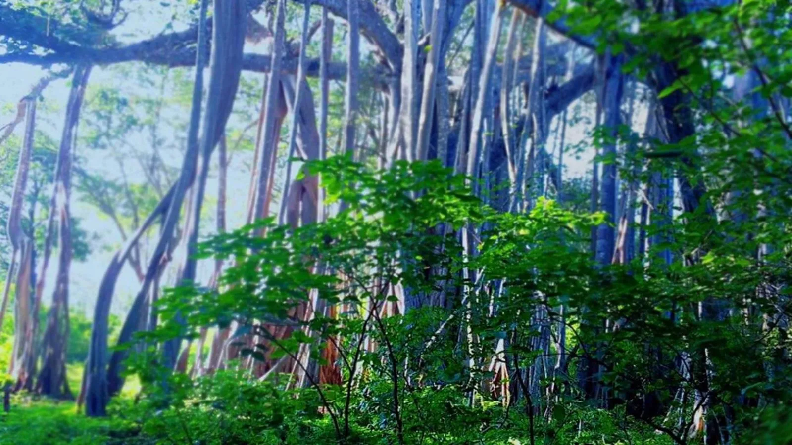 Natural landscape in La Pentera