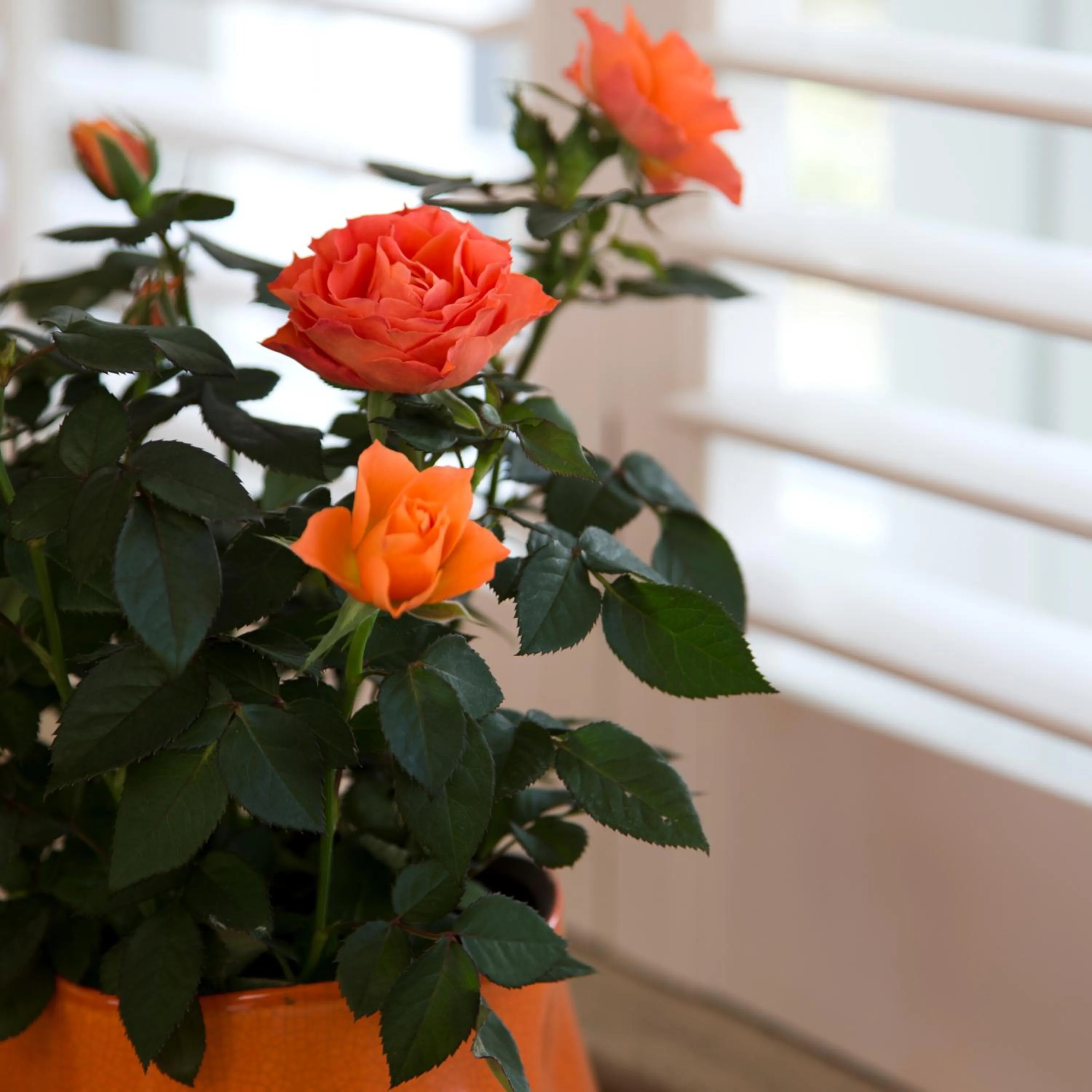 Romantik Manoir Carpe Diem