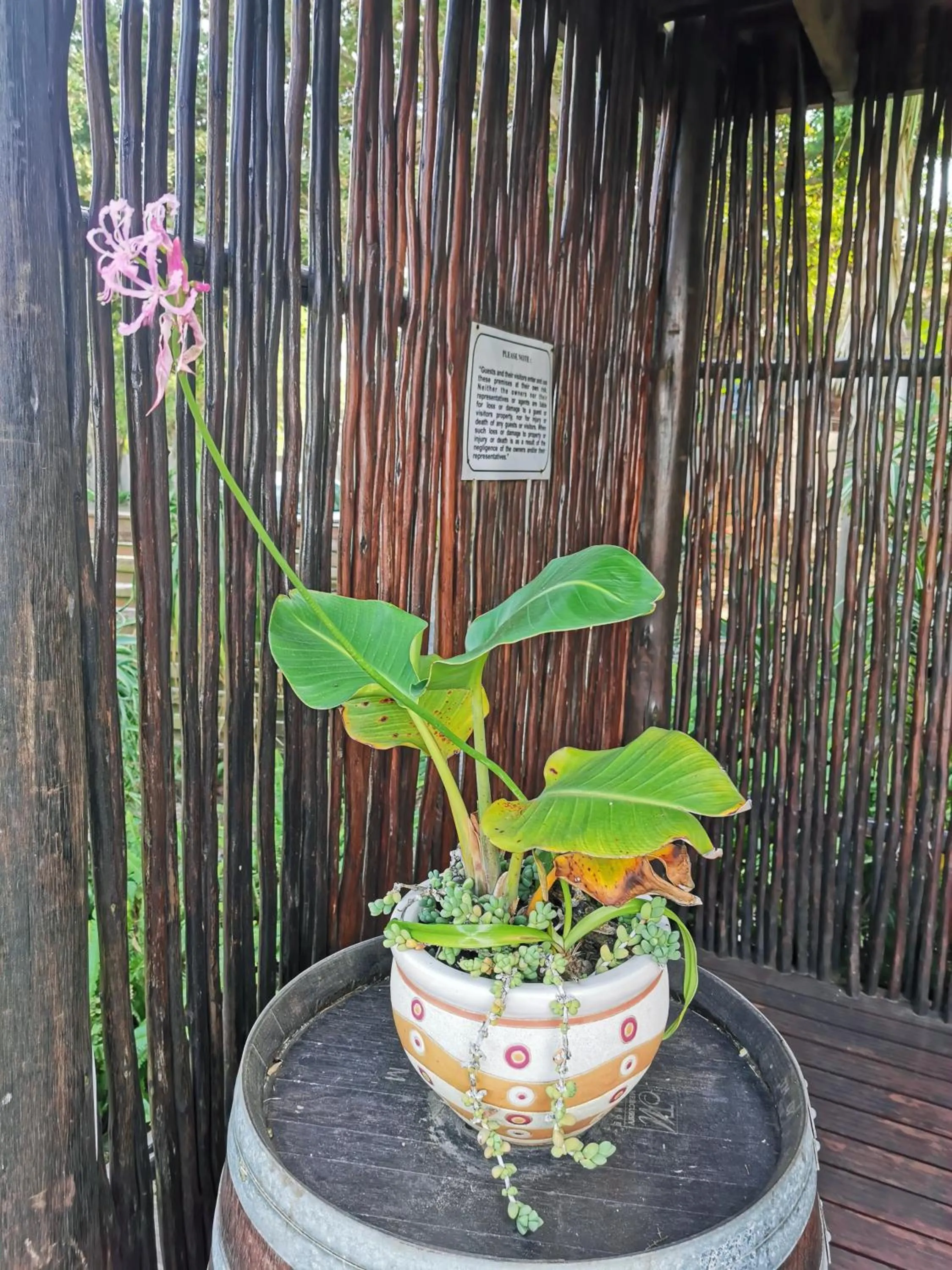 Garden in The Birdhouse Bed & Breakfast #NO Loadshedding #Solar Energy