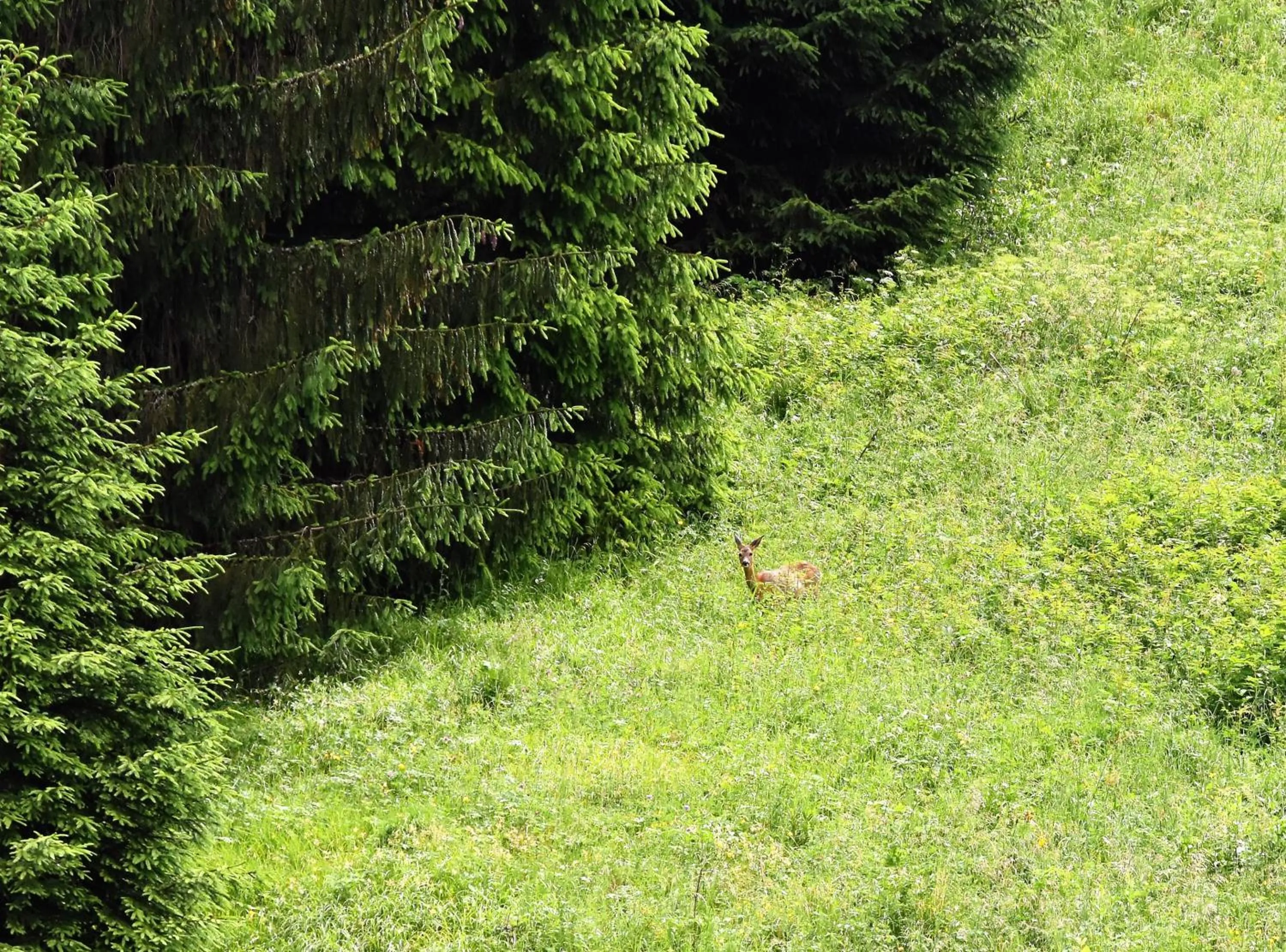 Animals in A casa di Ada B&B