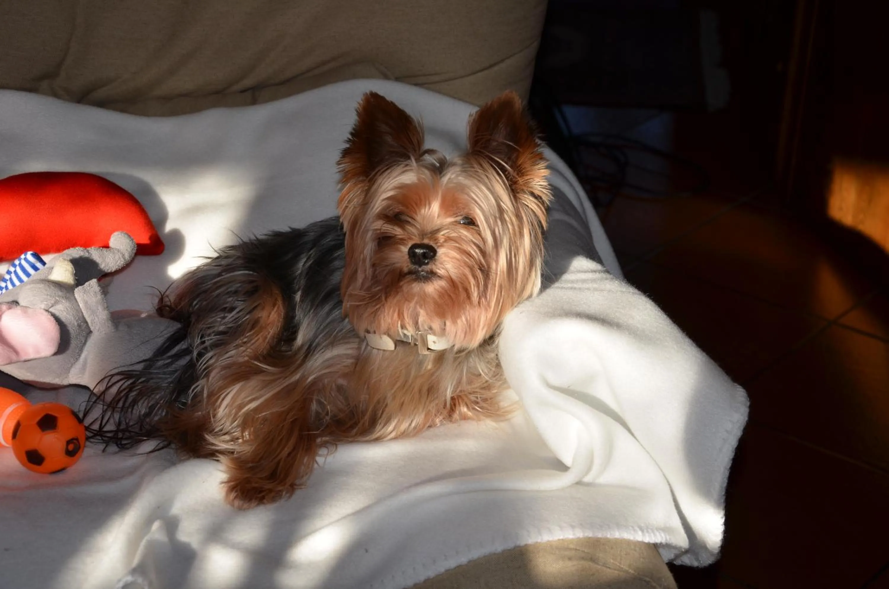 Animals in A casa di Ada B&B