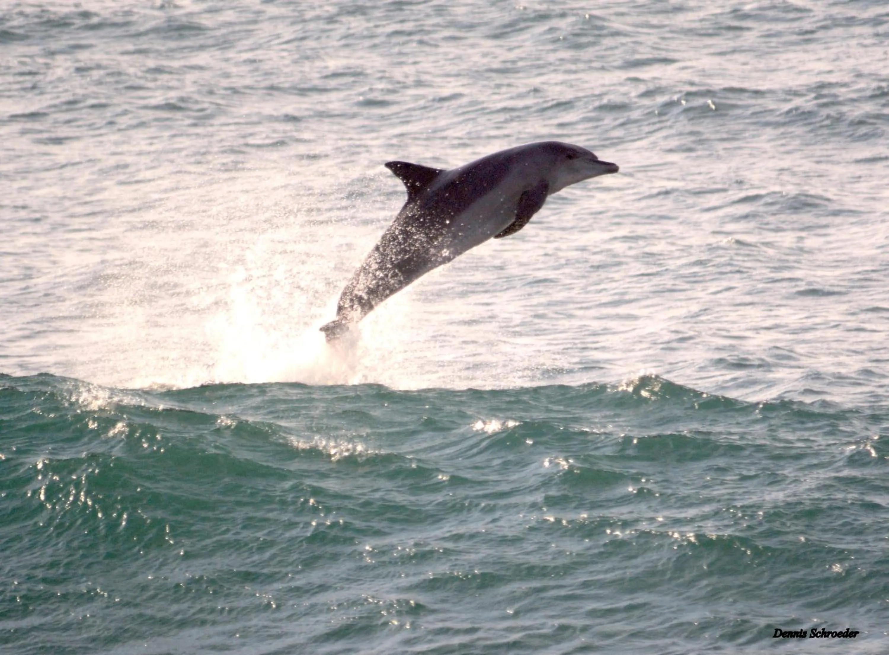 Ansteys Beach Self Catering Apartments