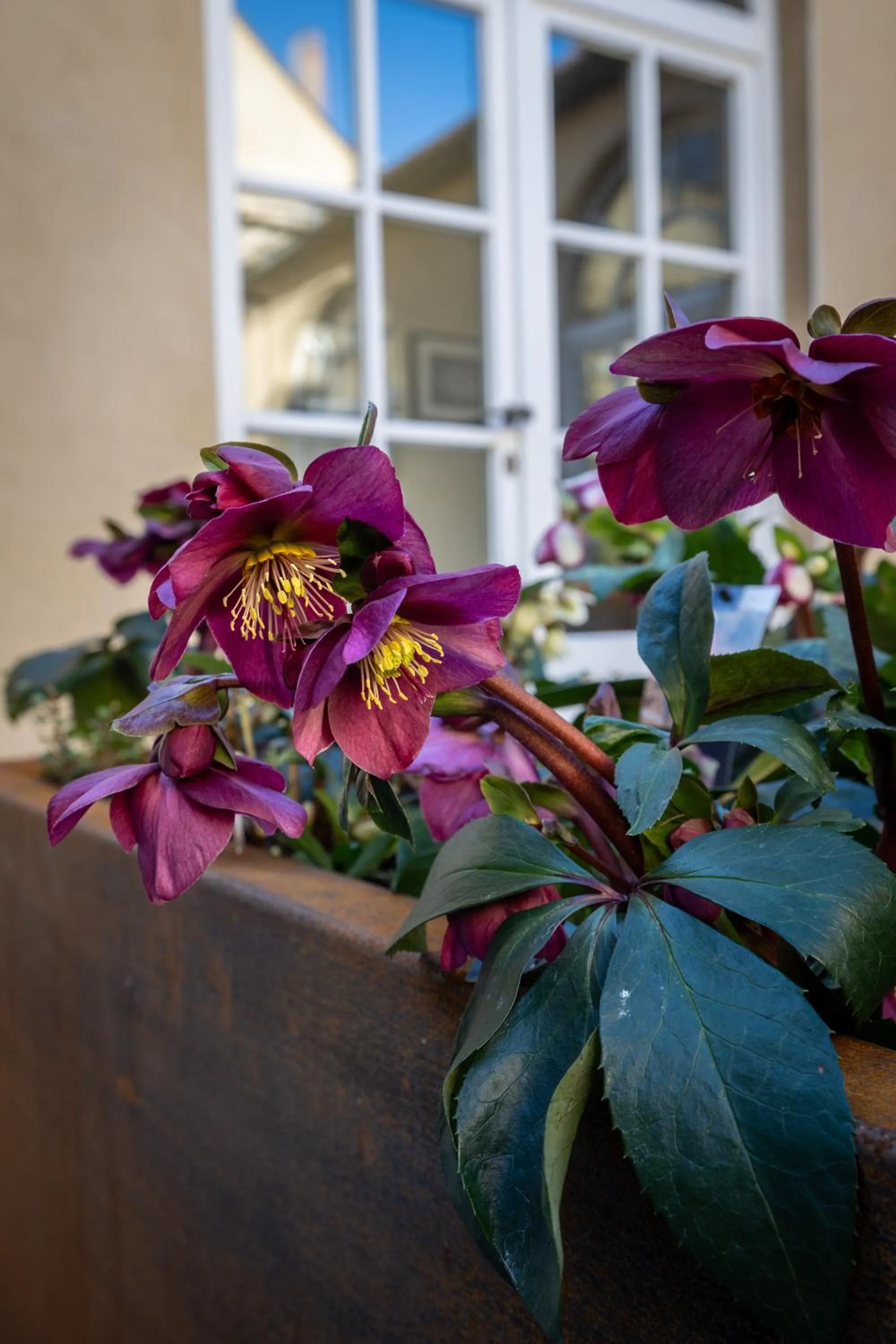 Garden in Hotel Ter Duinen