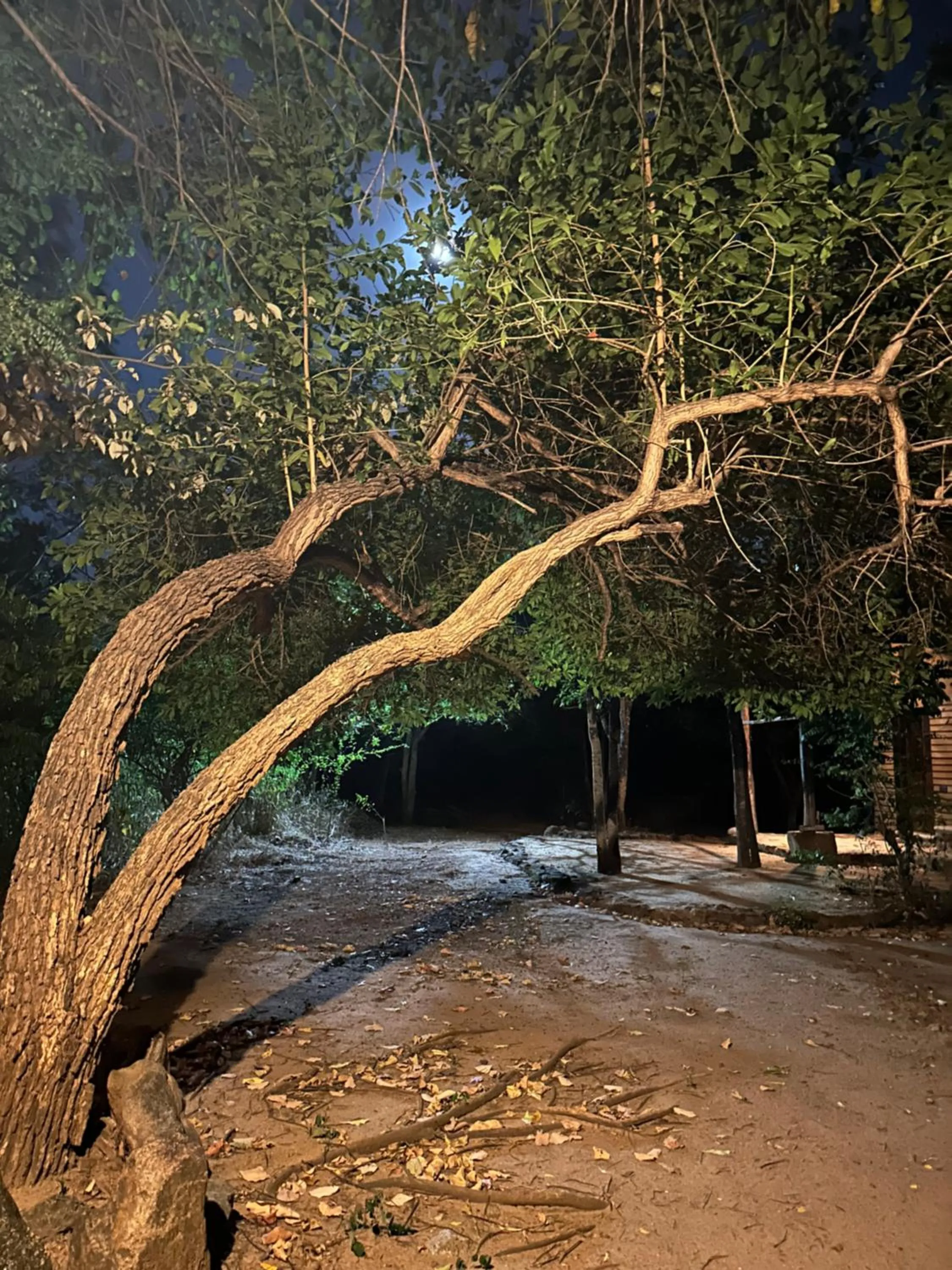 Garden in Athreya Ayurveda Ashram