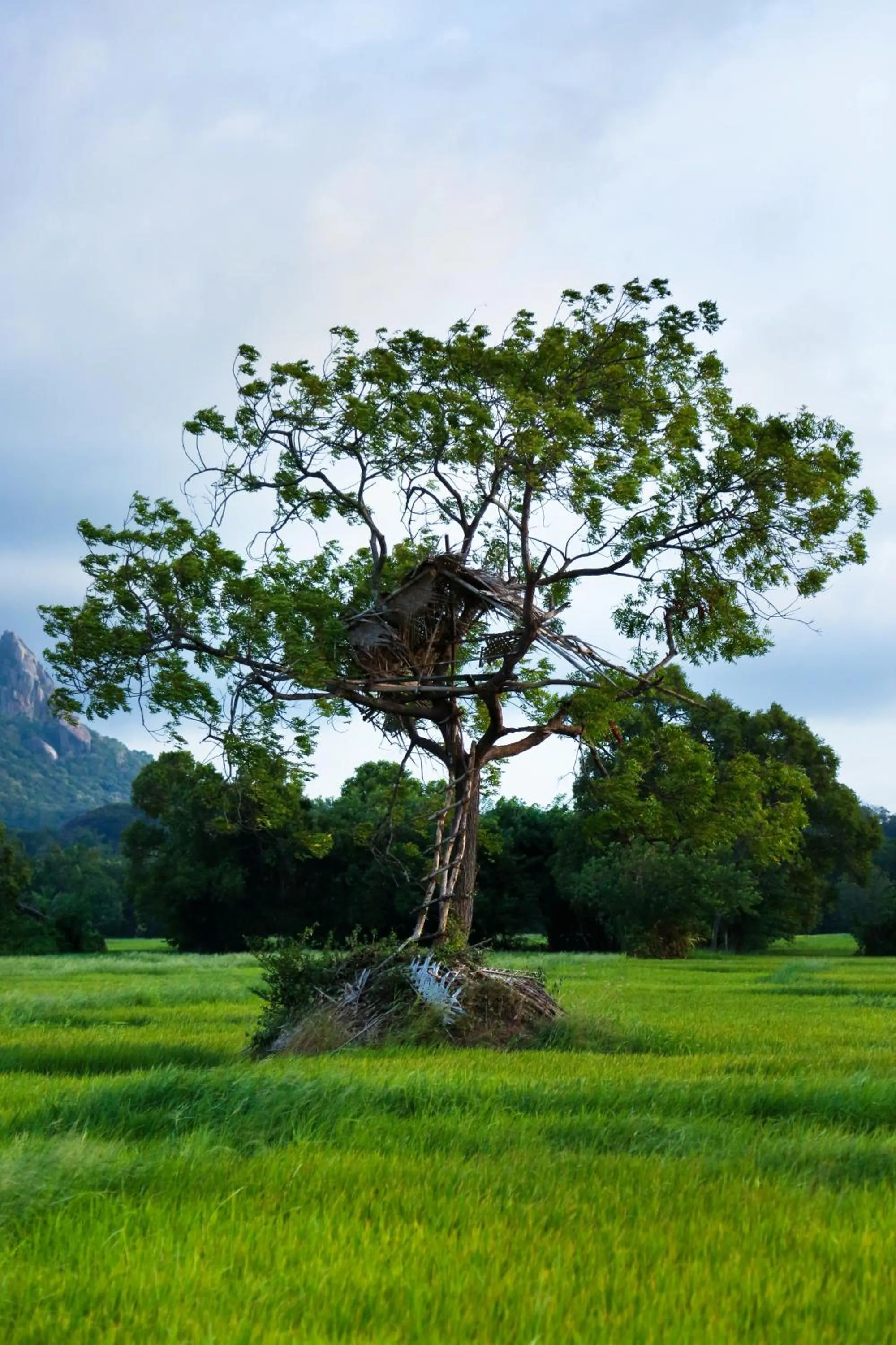 Natural landscape in Athreya Ayurveda Ashram