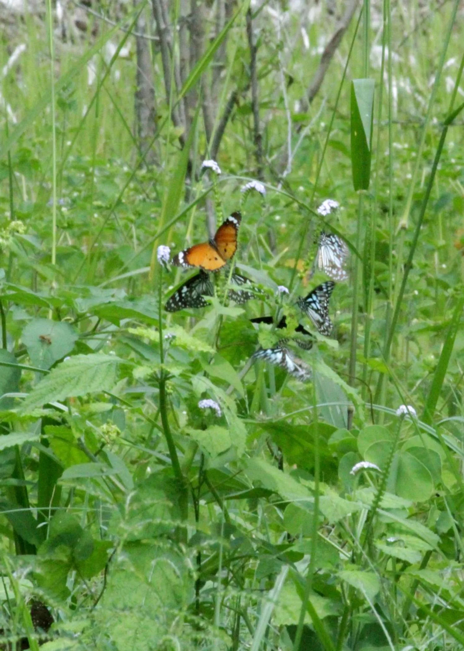 Garden in Athreya Ayurveda Ashram