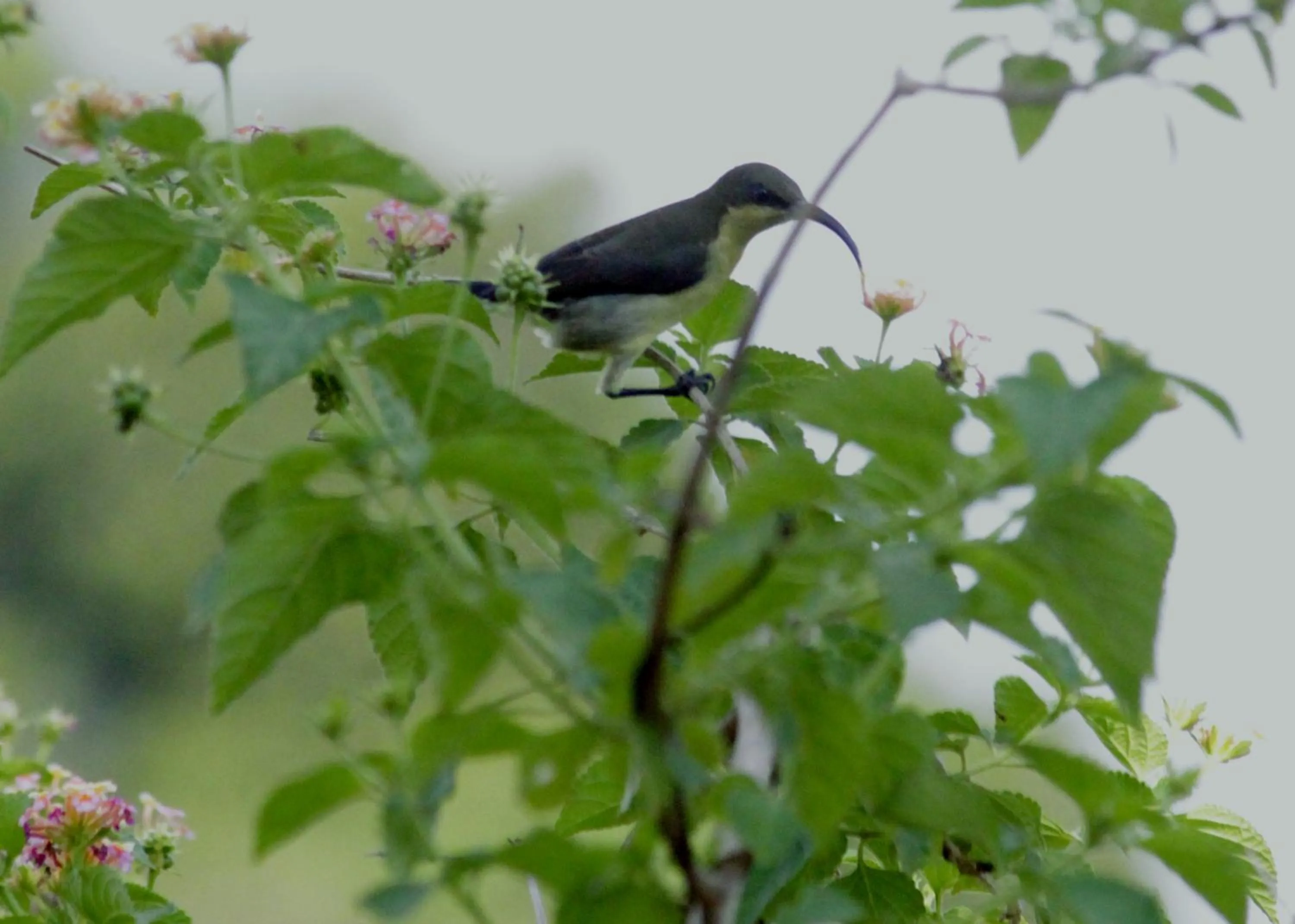 Garden in Athreya Ayurveda Ashram