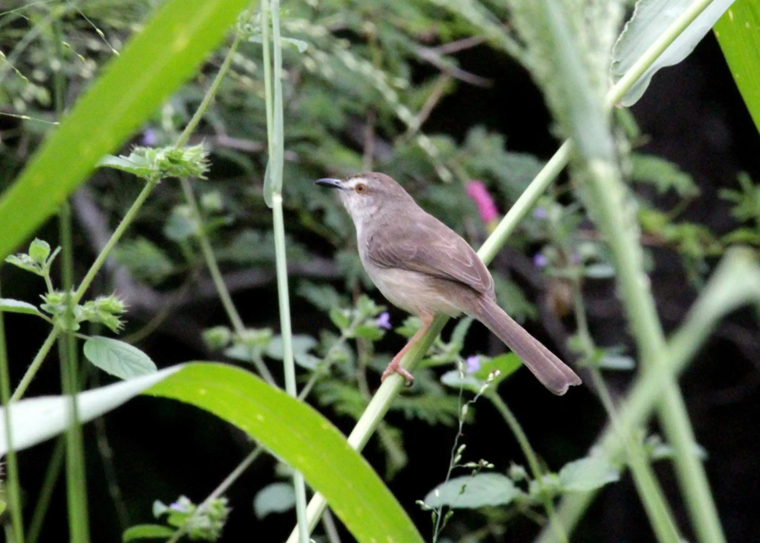 Garden in Athreya Ayurveda Ashram