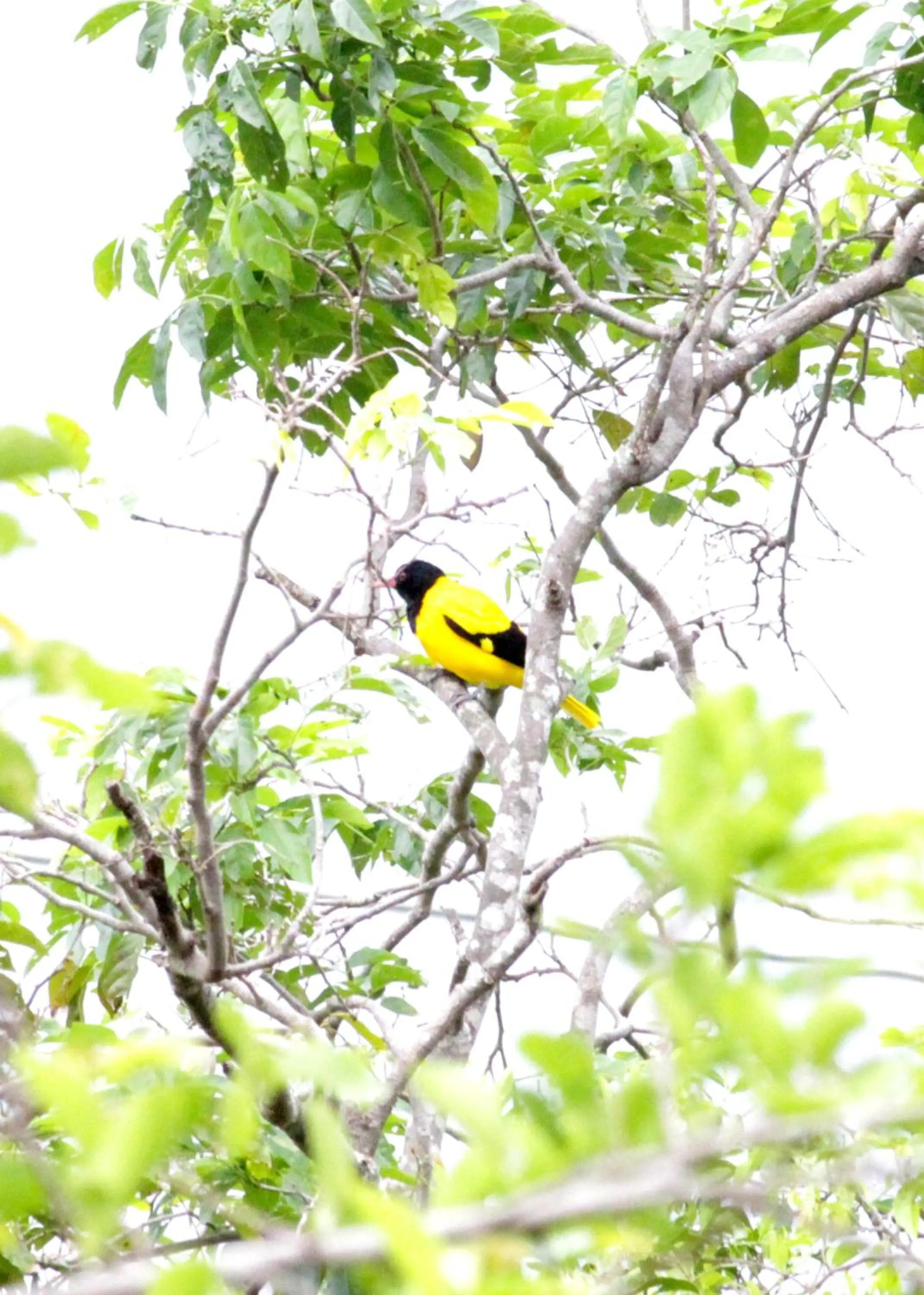 Garden in Athreya Ayurveda Ashram