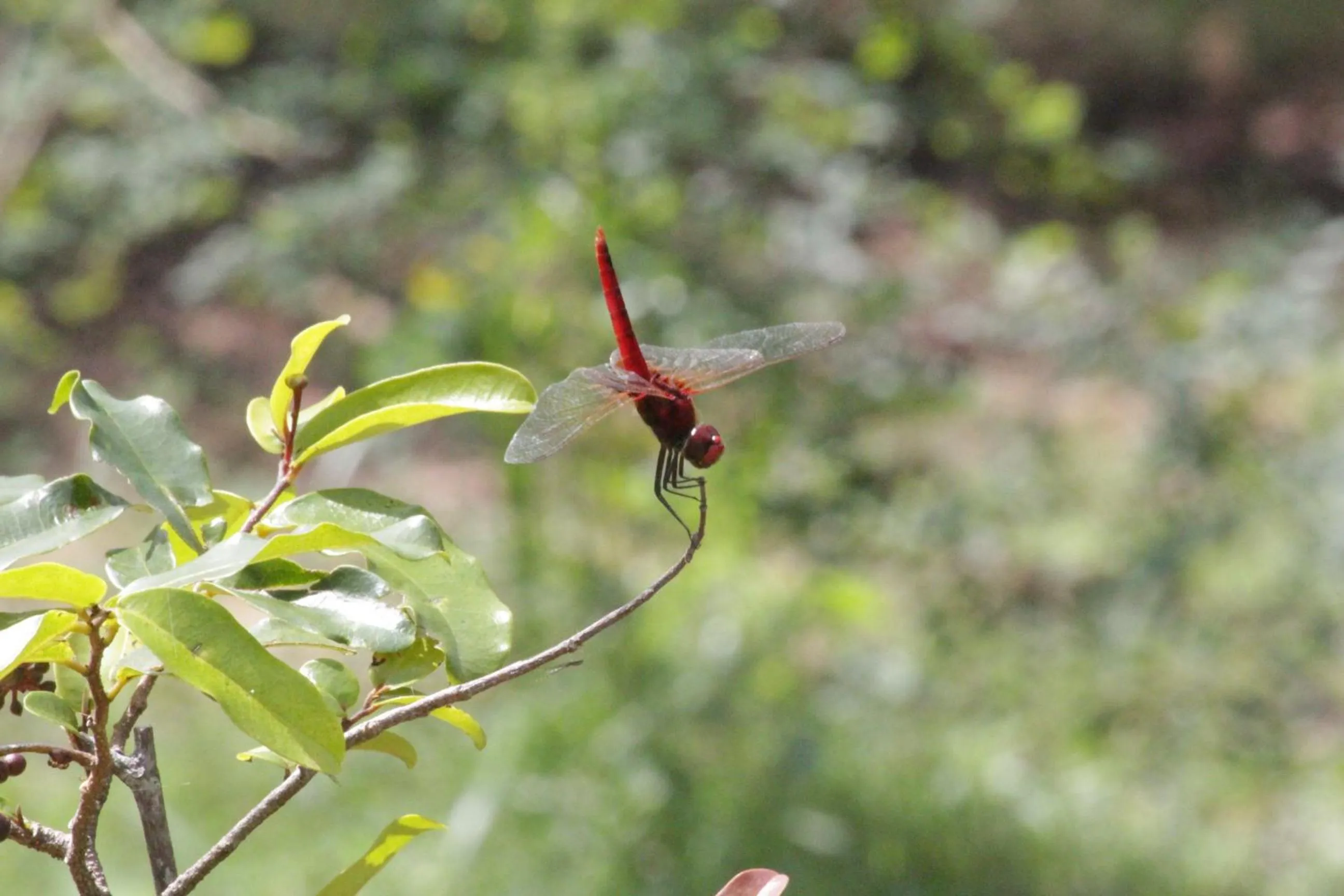 Garden in Athreya Ayurveda Ashram