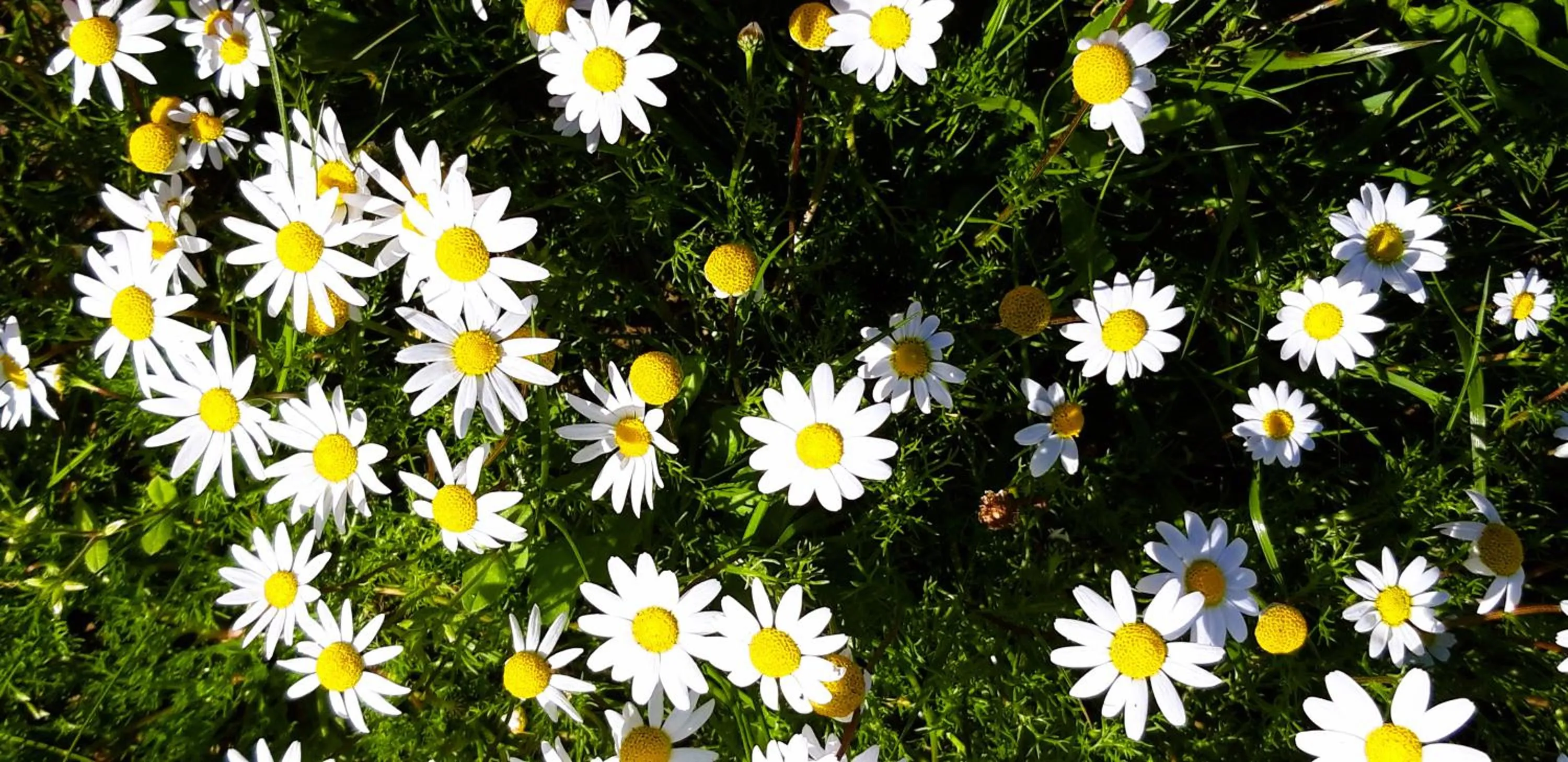 Garden in Monte do Alento - Castro da Cola