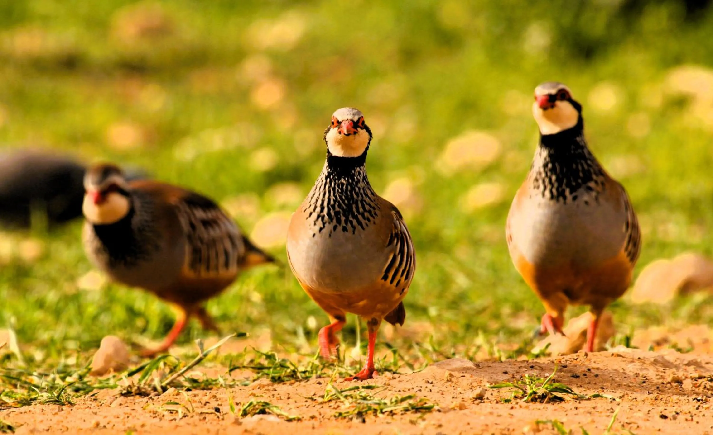 Activities in Monte do Alento - Castro da Cola