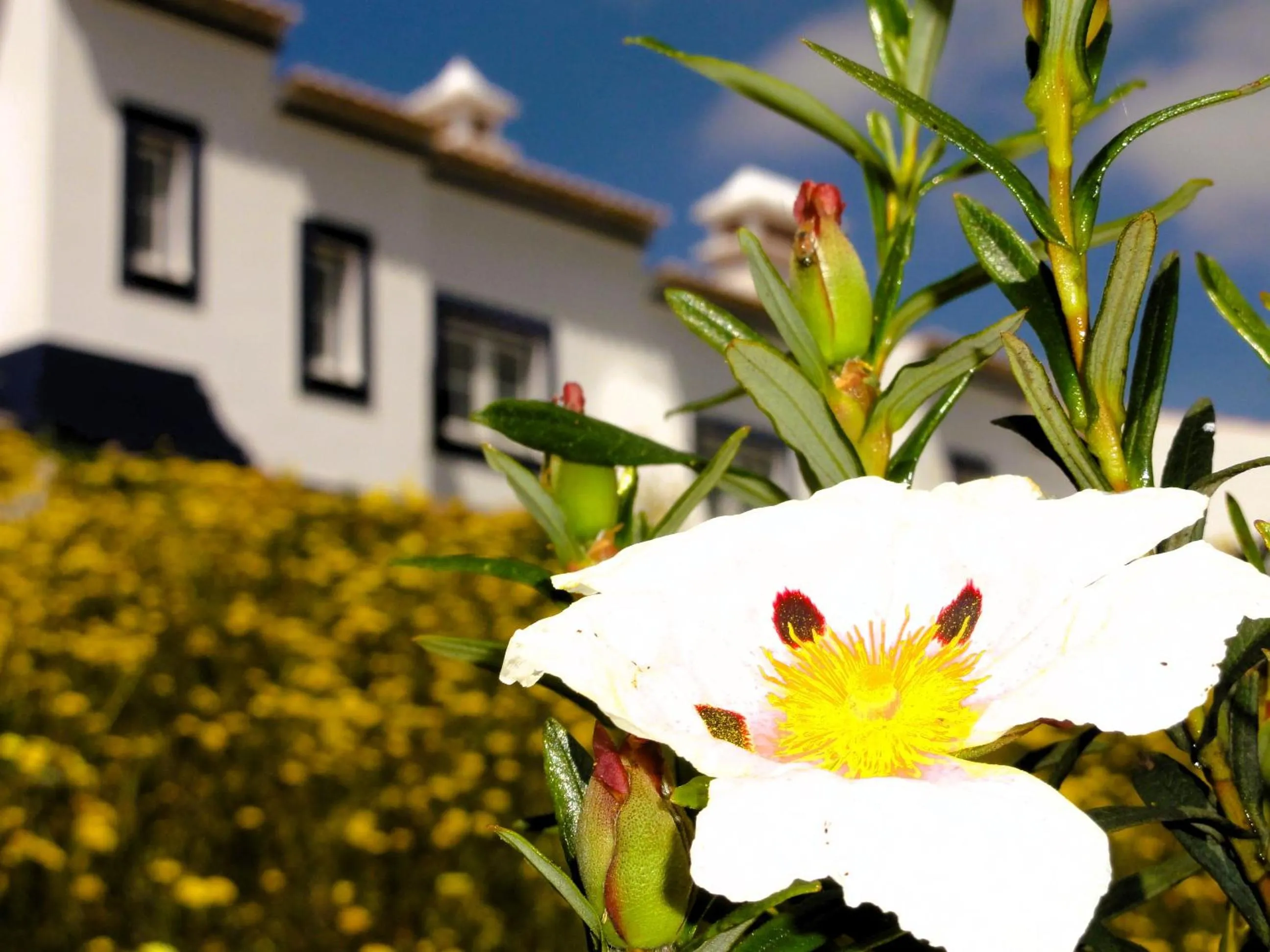 Garden view in Monte do Alento - Castro da Cola