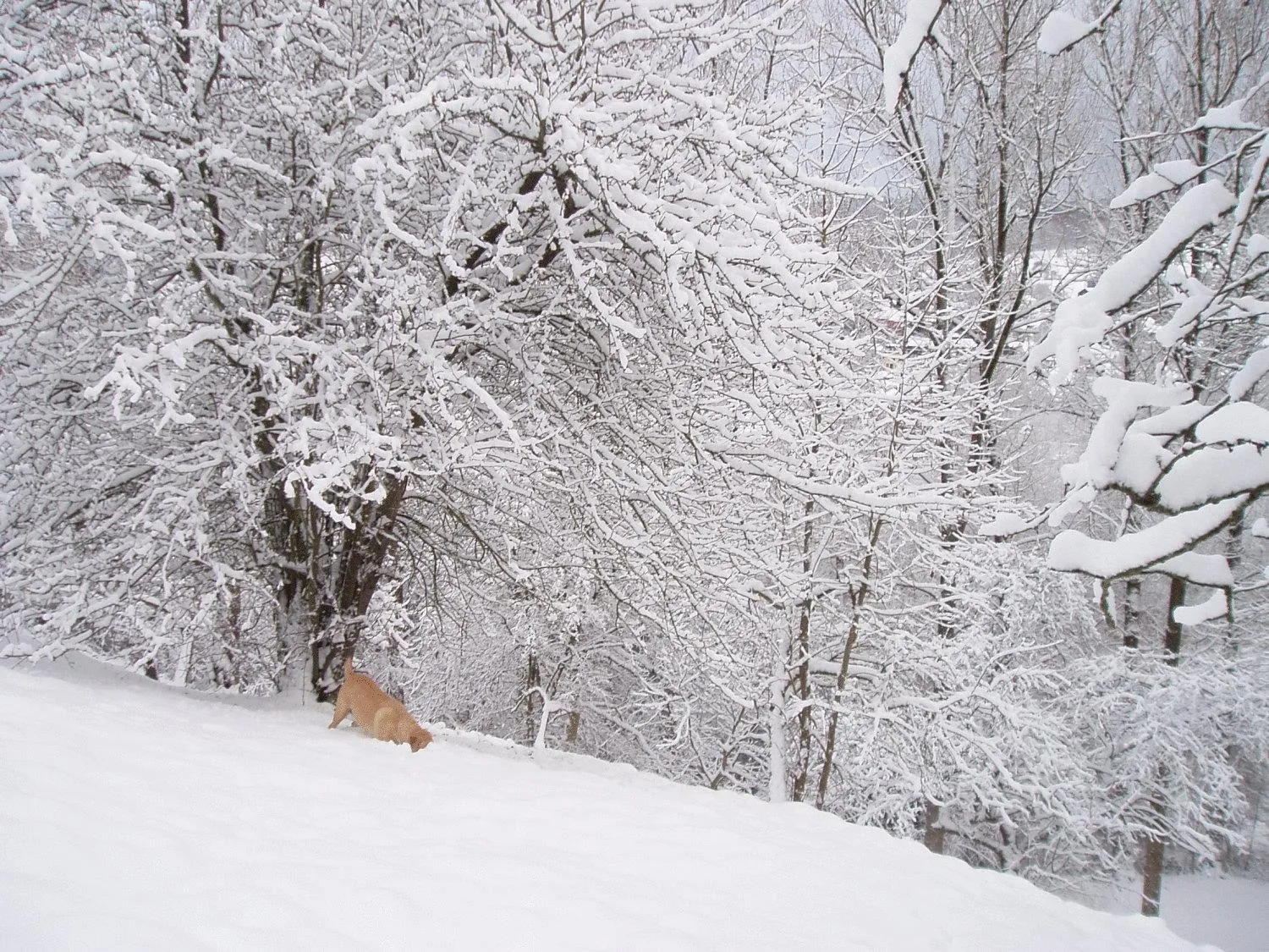 Winter in Hotel Dufays