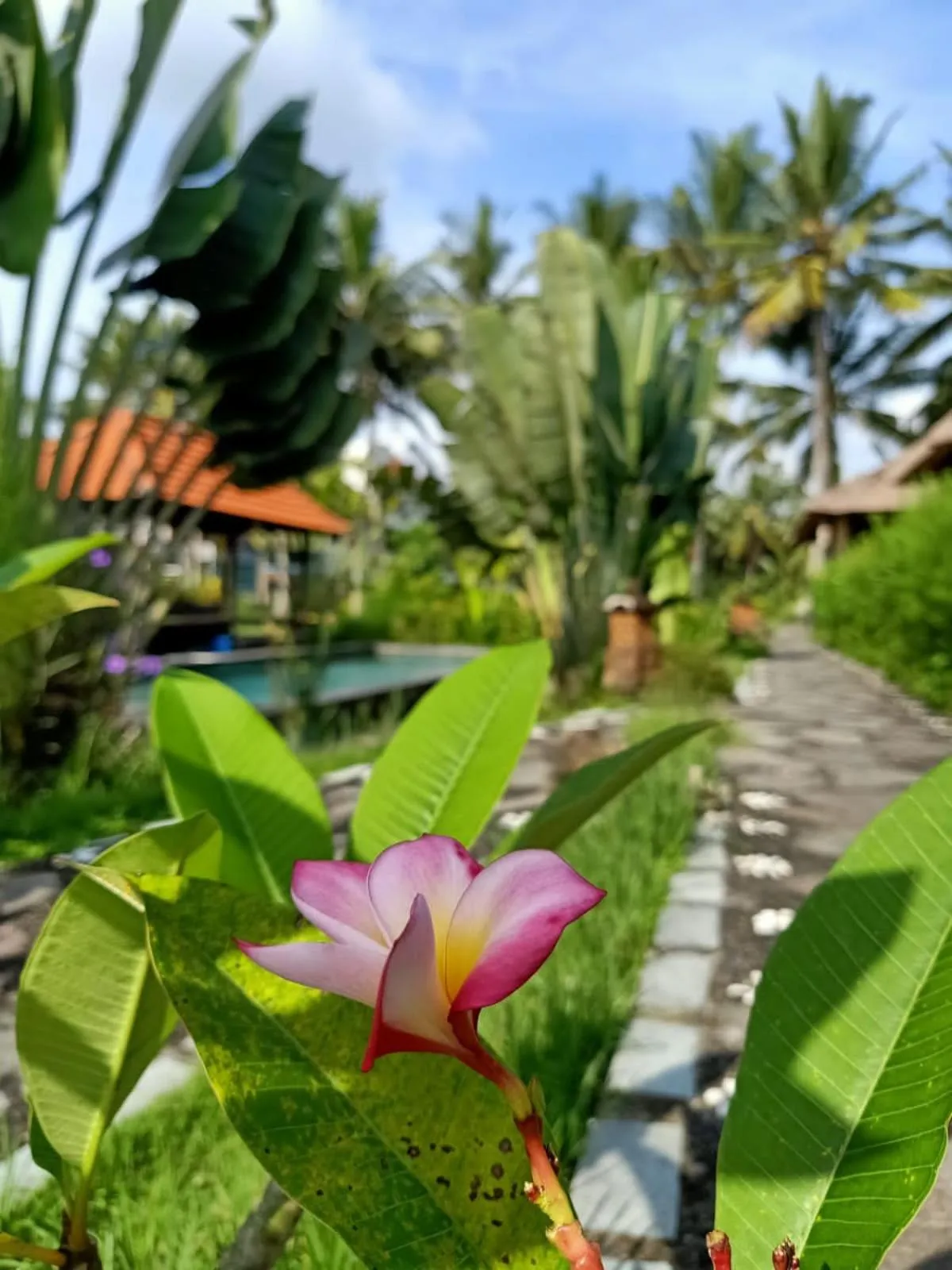 Garden in Taman Bintang Villa Ubud