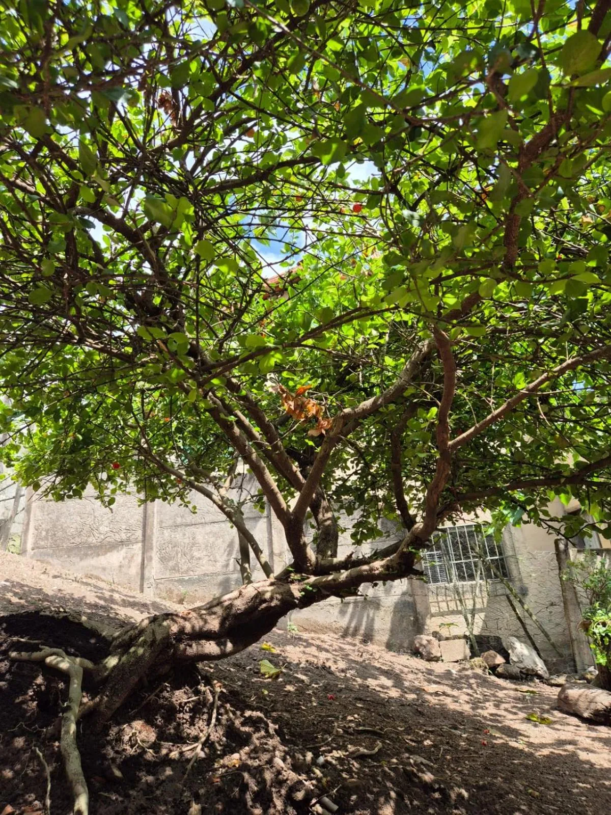 Garden in Pousada Verde Villas
