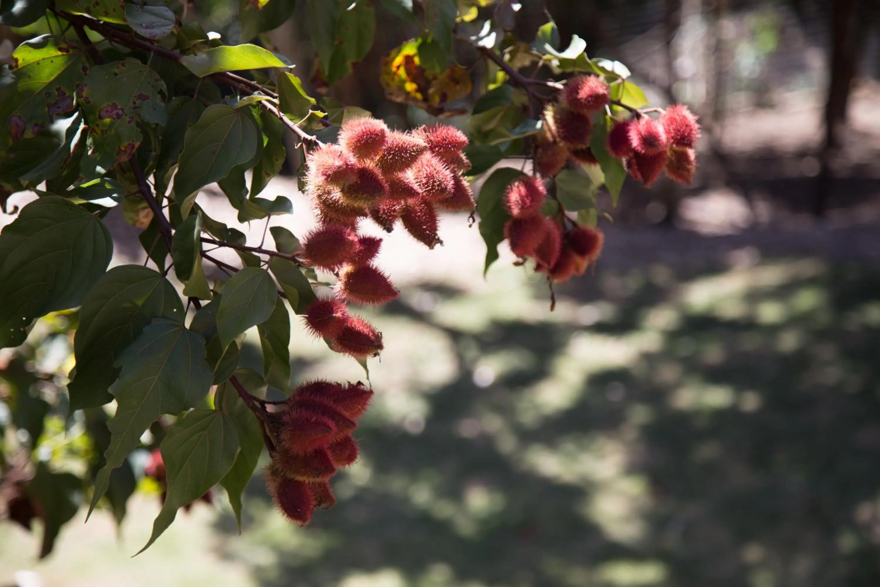 Decorative detail in Pousada Verde Villas