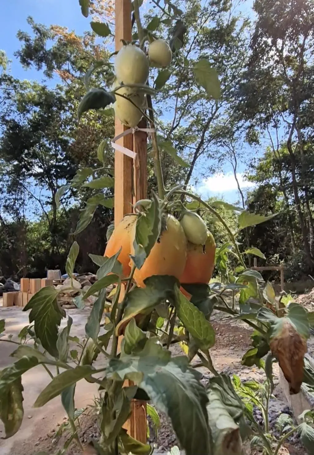 Natural landscape in Pousada Verde Villas