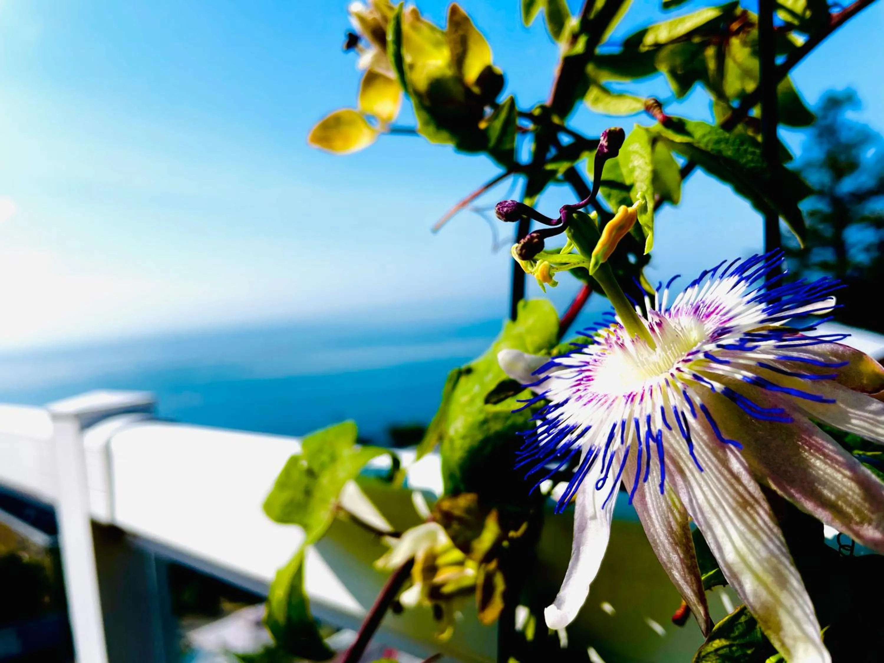 Day in Donna's Bed & Breakfast