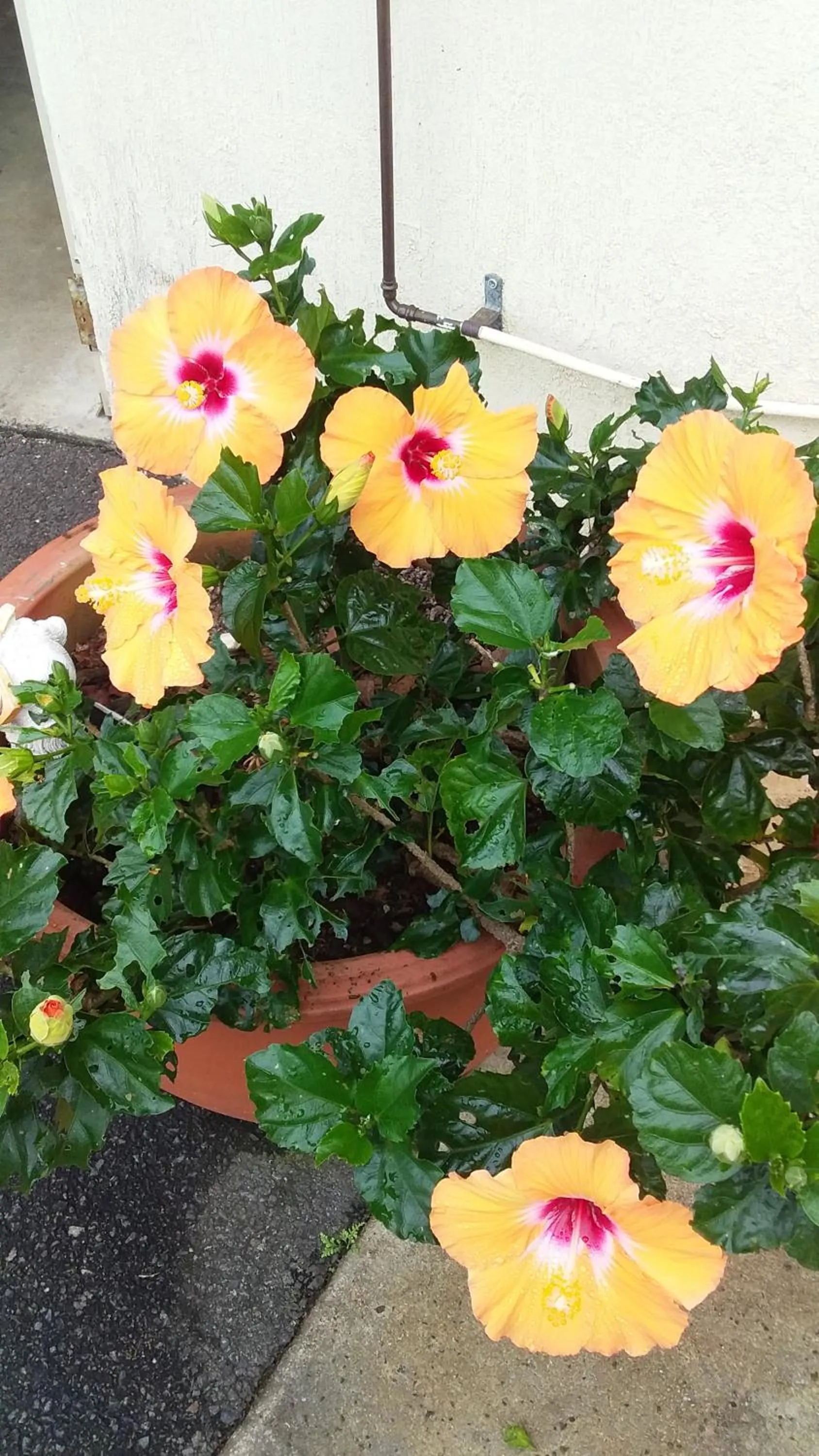 Property building in Jackaroo Motel