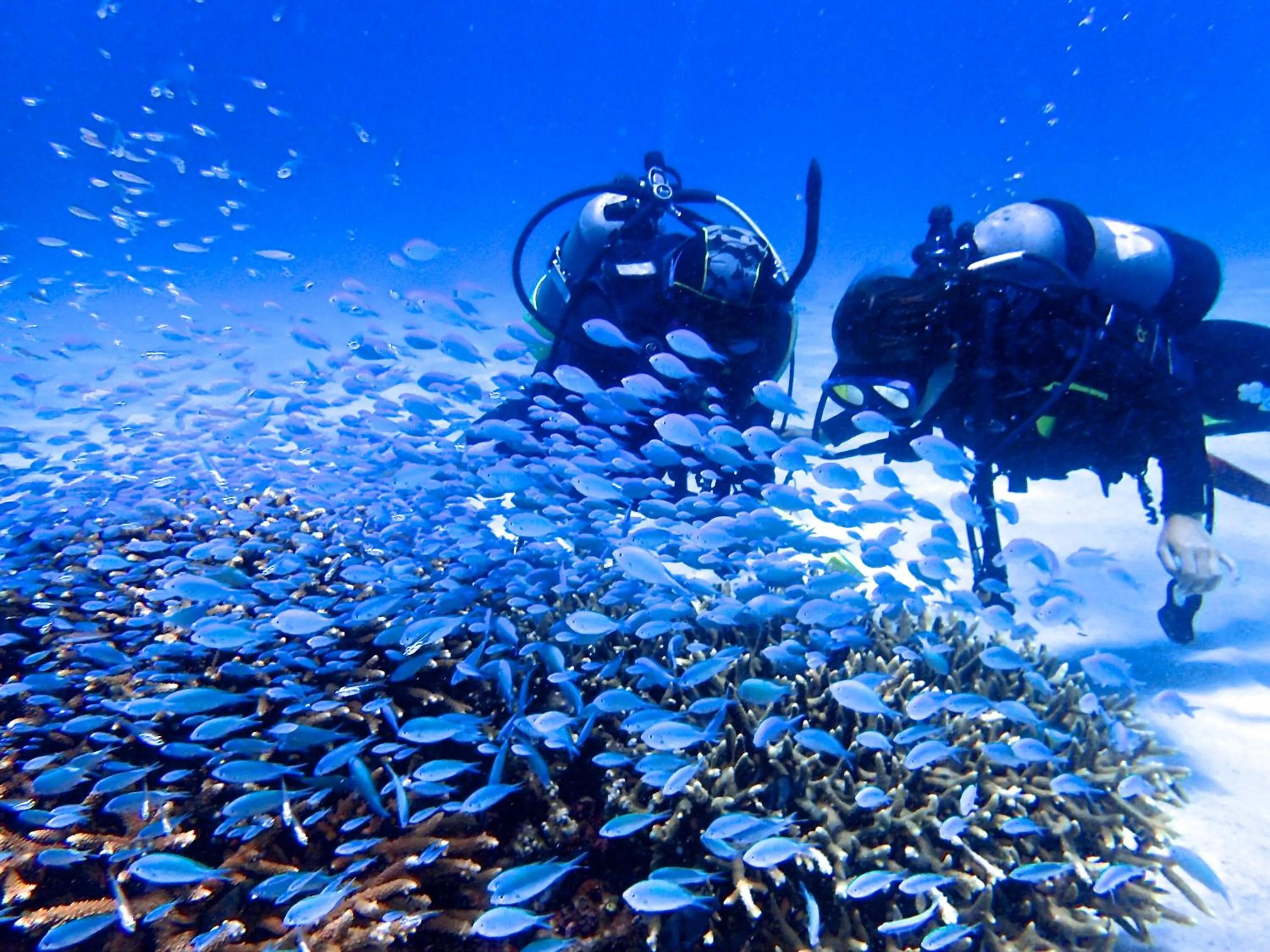 Diving in Kerama Terrace