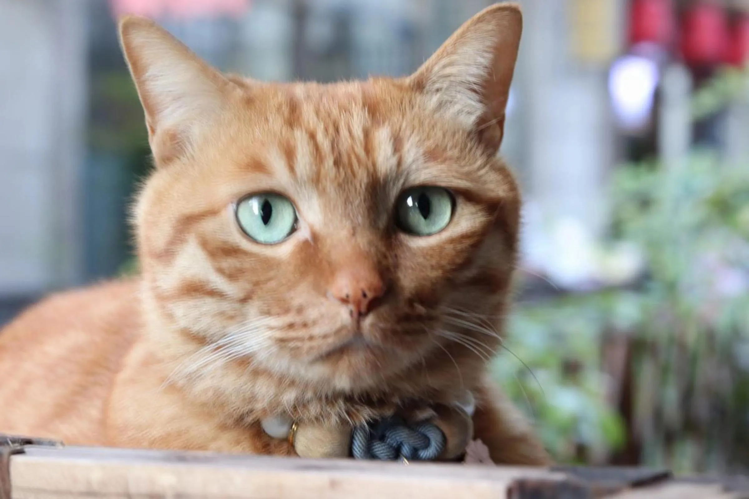 Animals in Mild Spring Boutique Hotel