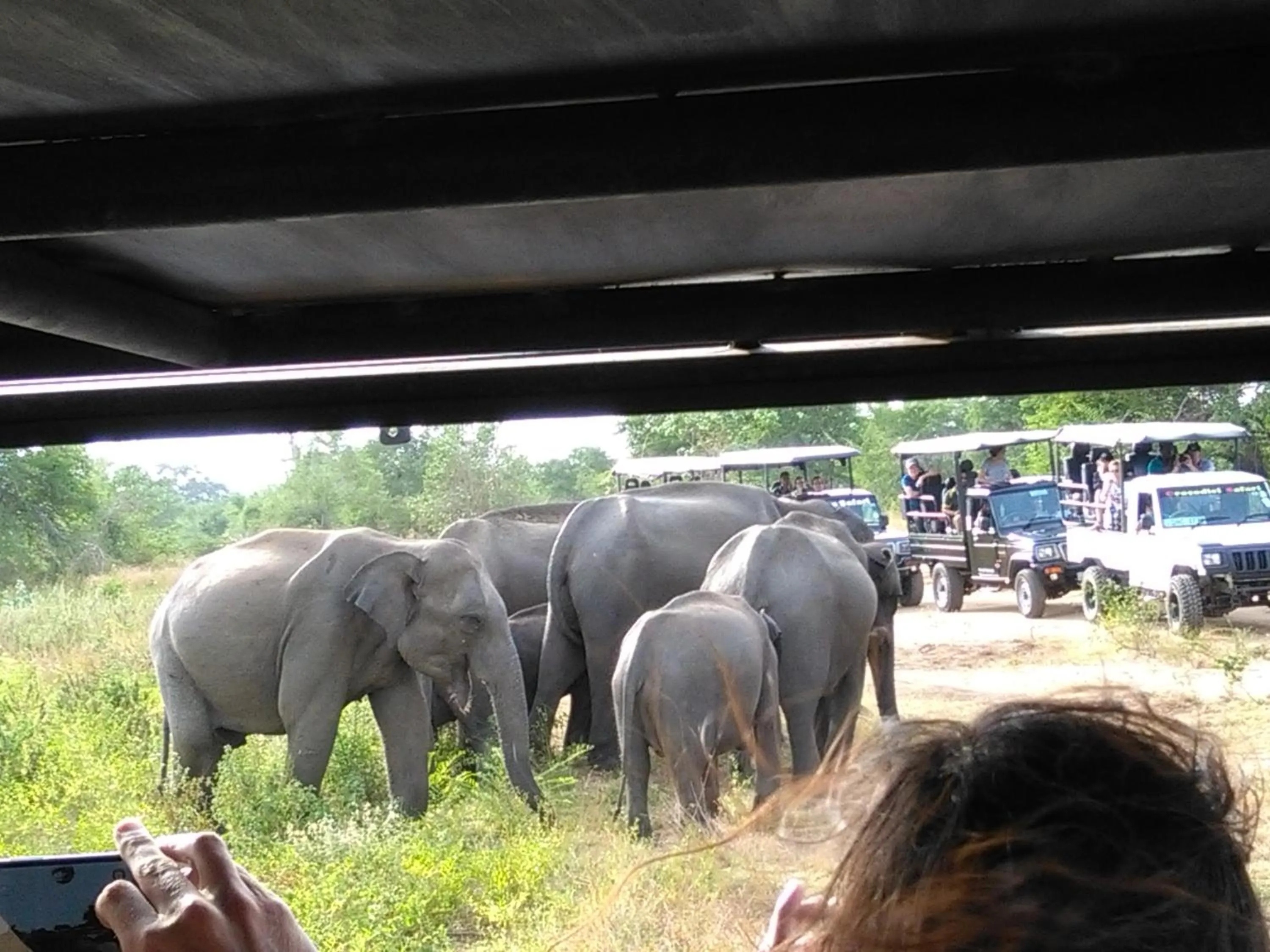 Animals in Hotel Camorich