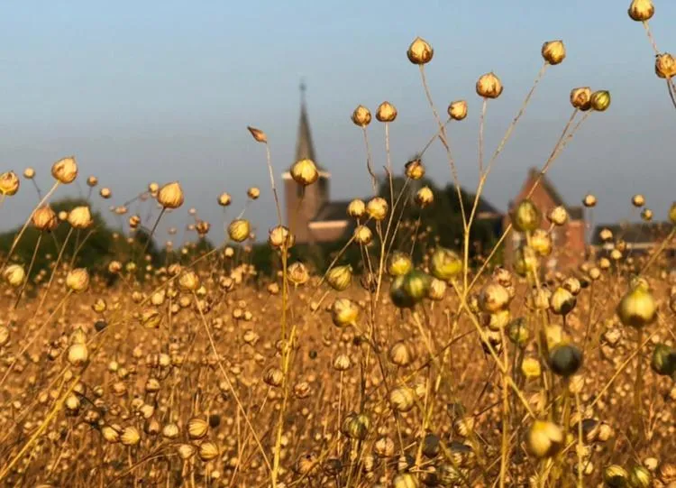 Horenbecca Bistro & Wellness