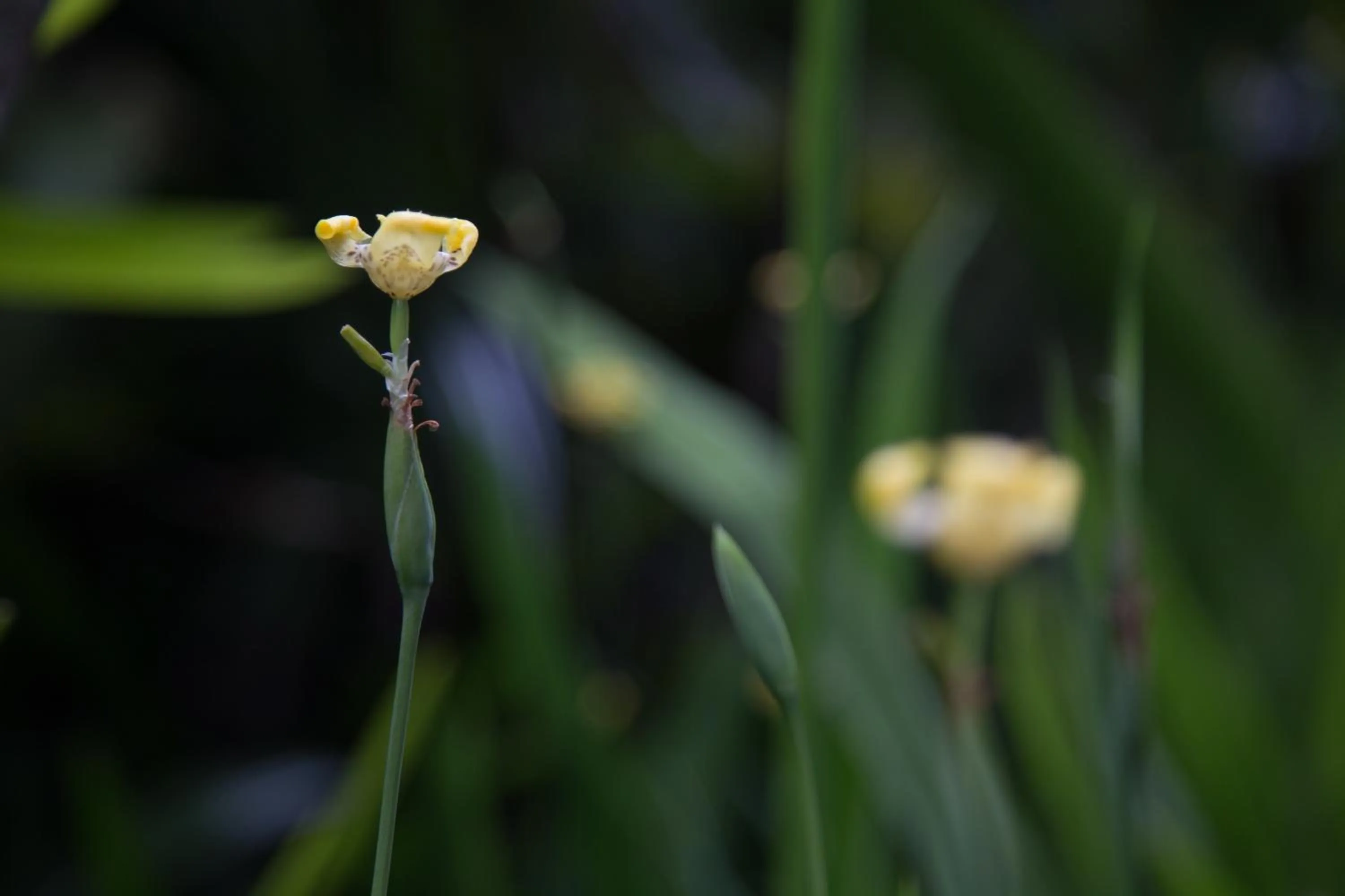 Garden view in Warji House 1 Ubud Centre