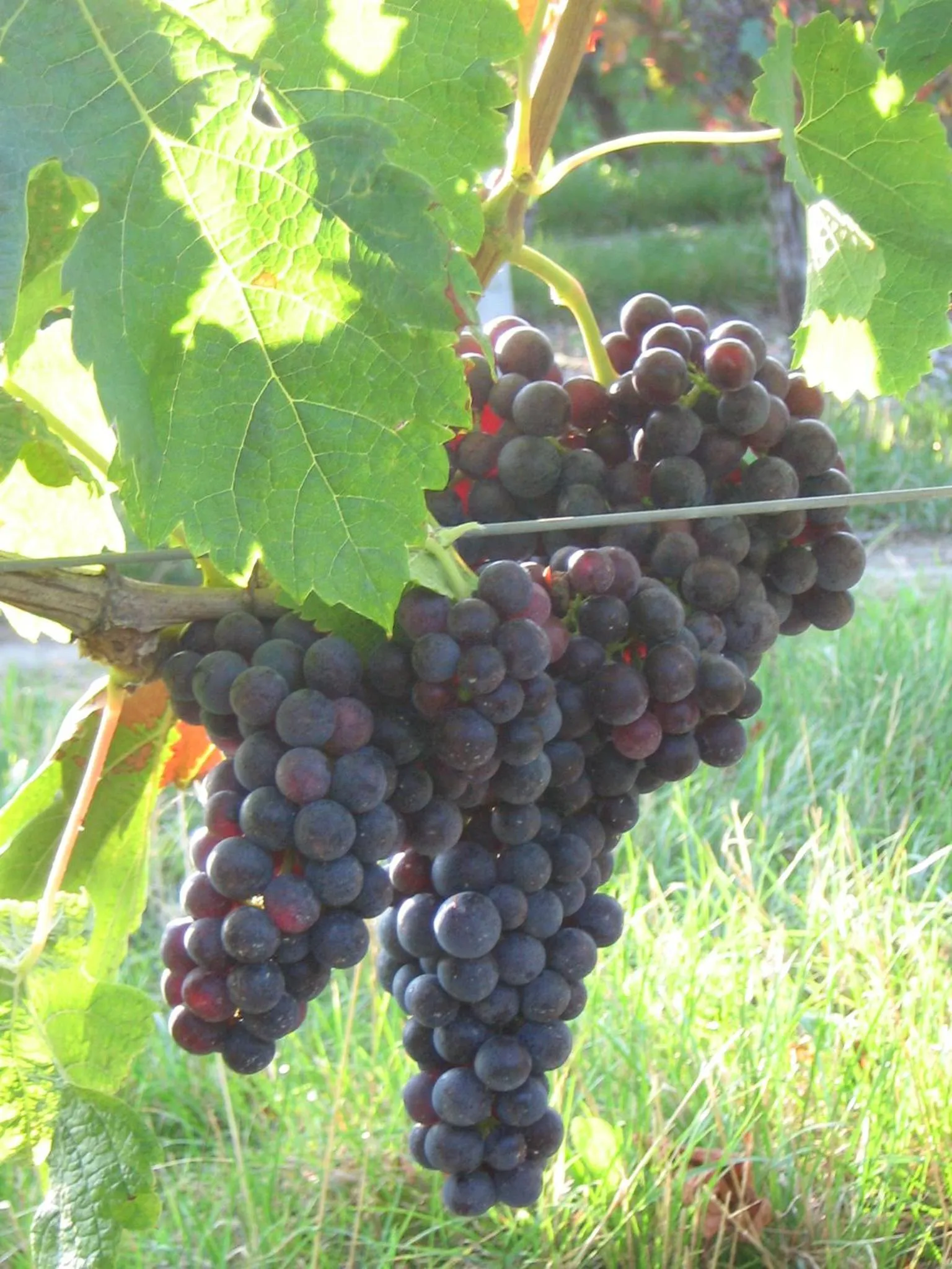 Day in La Halte de Segondignac