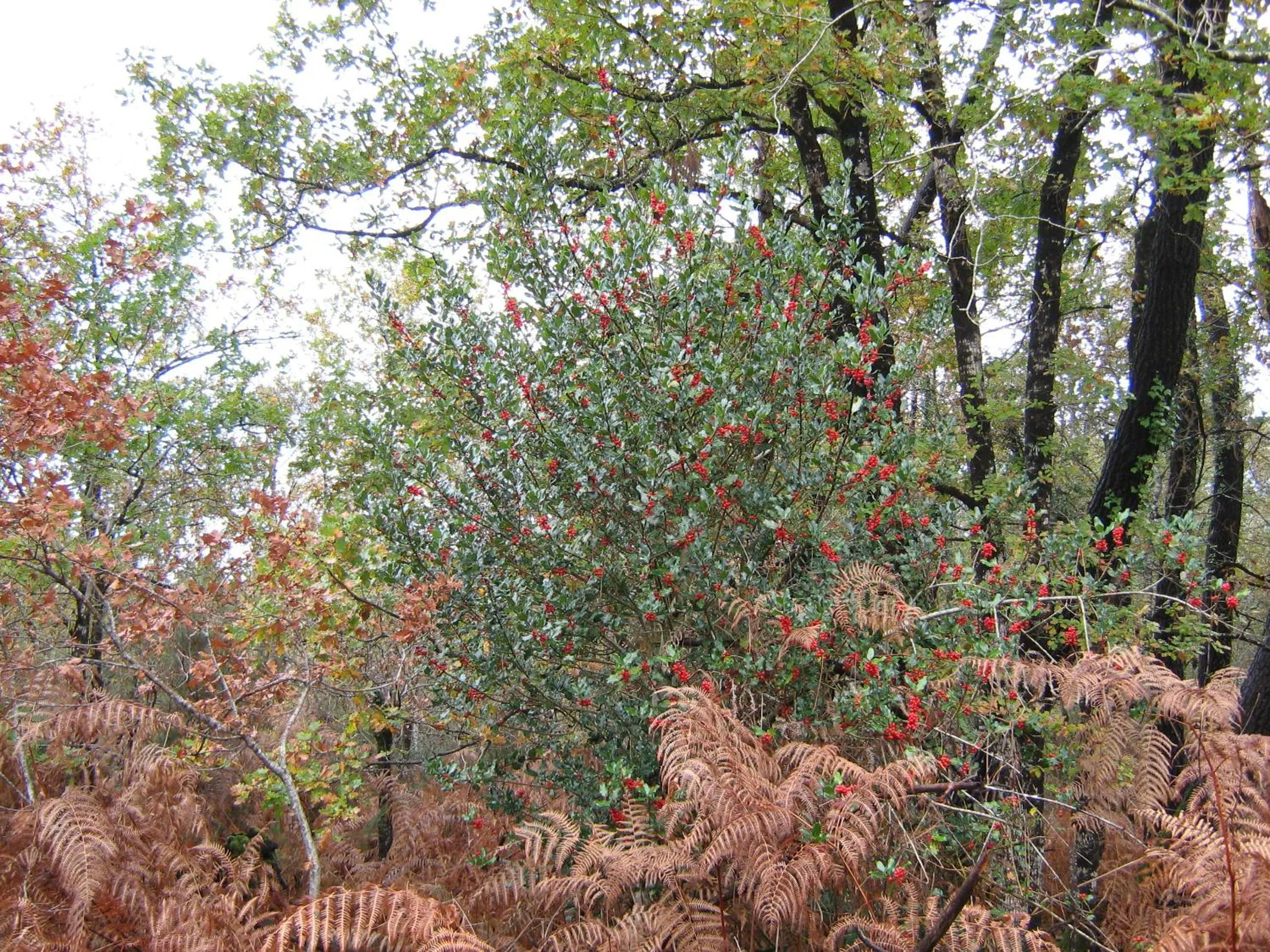 Natural landscape in La Halte de Segondignac